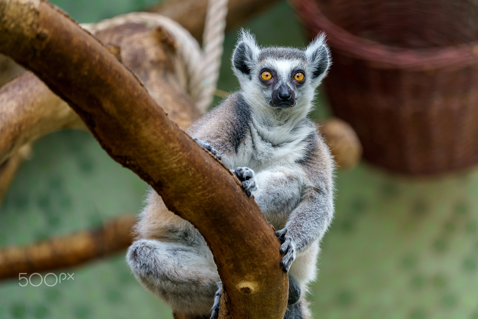 Sony a7R II + Sony FE 70-300mm F4.5-5.6 G OSS sample photo. Lemur watching you photography