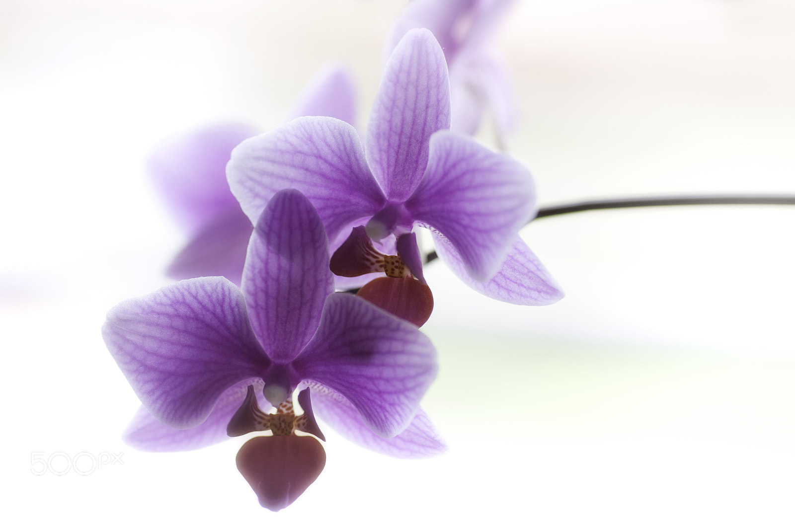 Nikon D700 sample photo. Orchid number one photography