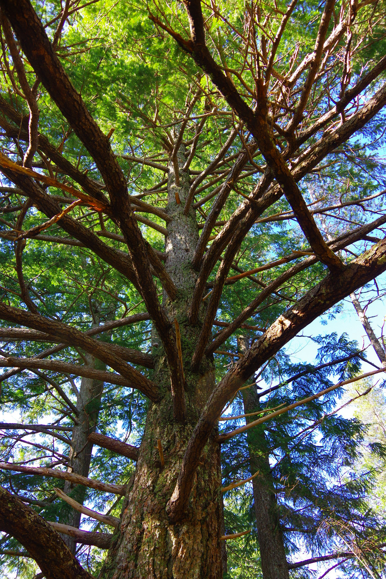 Pentax K-3 sample photo. Branching out photography