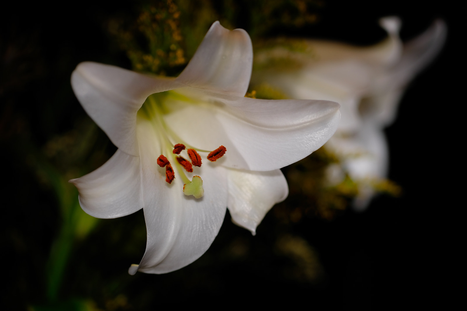 Fujifilm XF 90mm F2 R LM WR sample photo. Lily photography