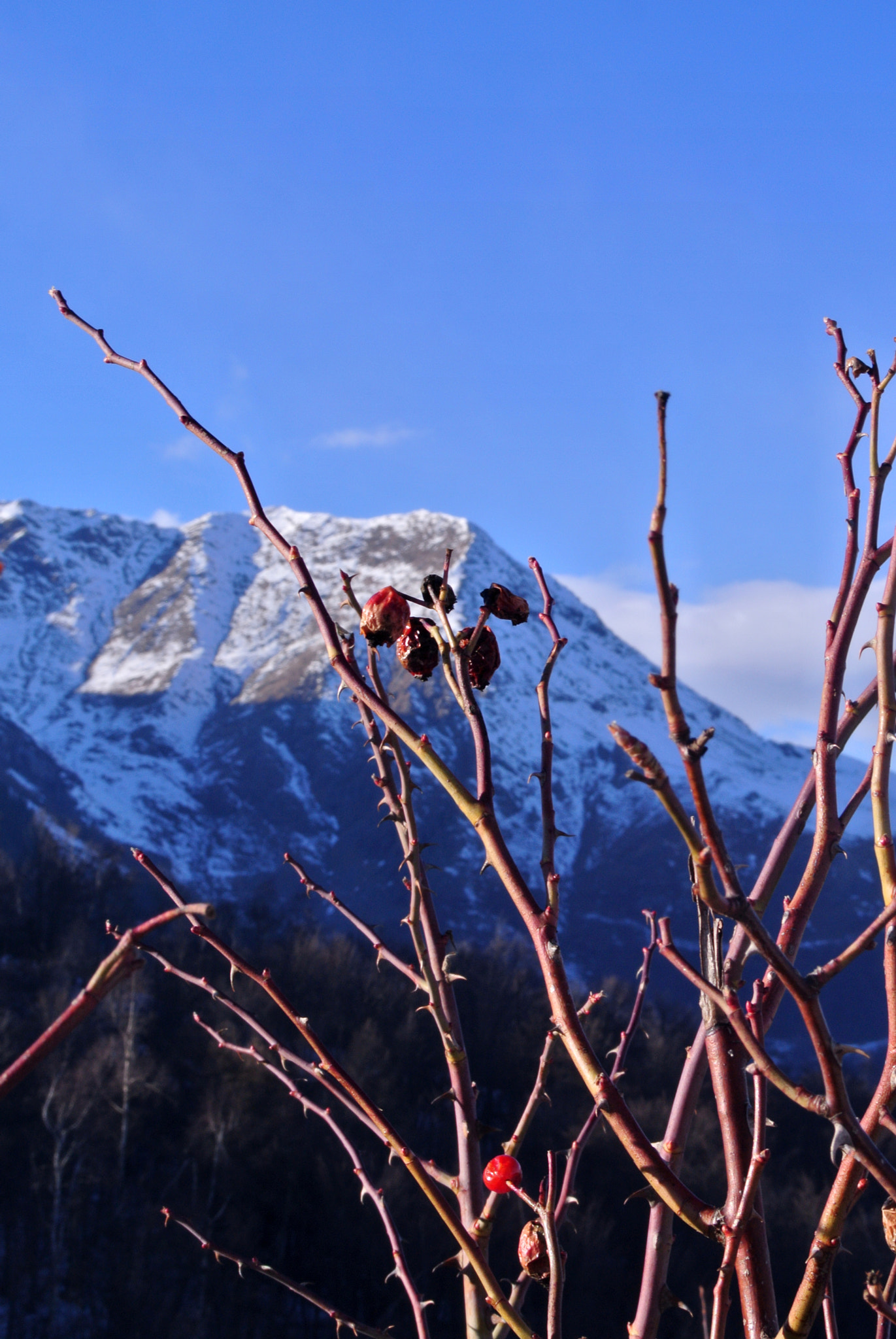 Nikon 1 V1 sample photo. Berries branches photography