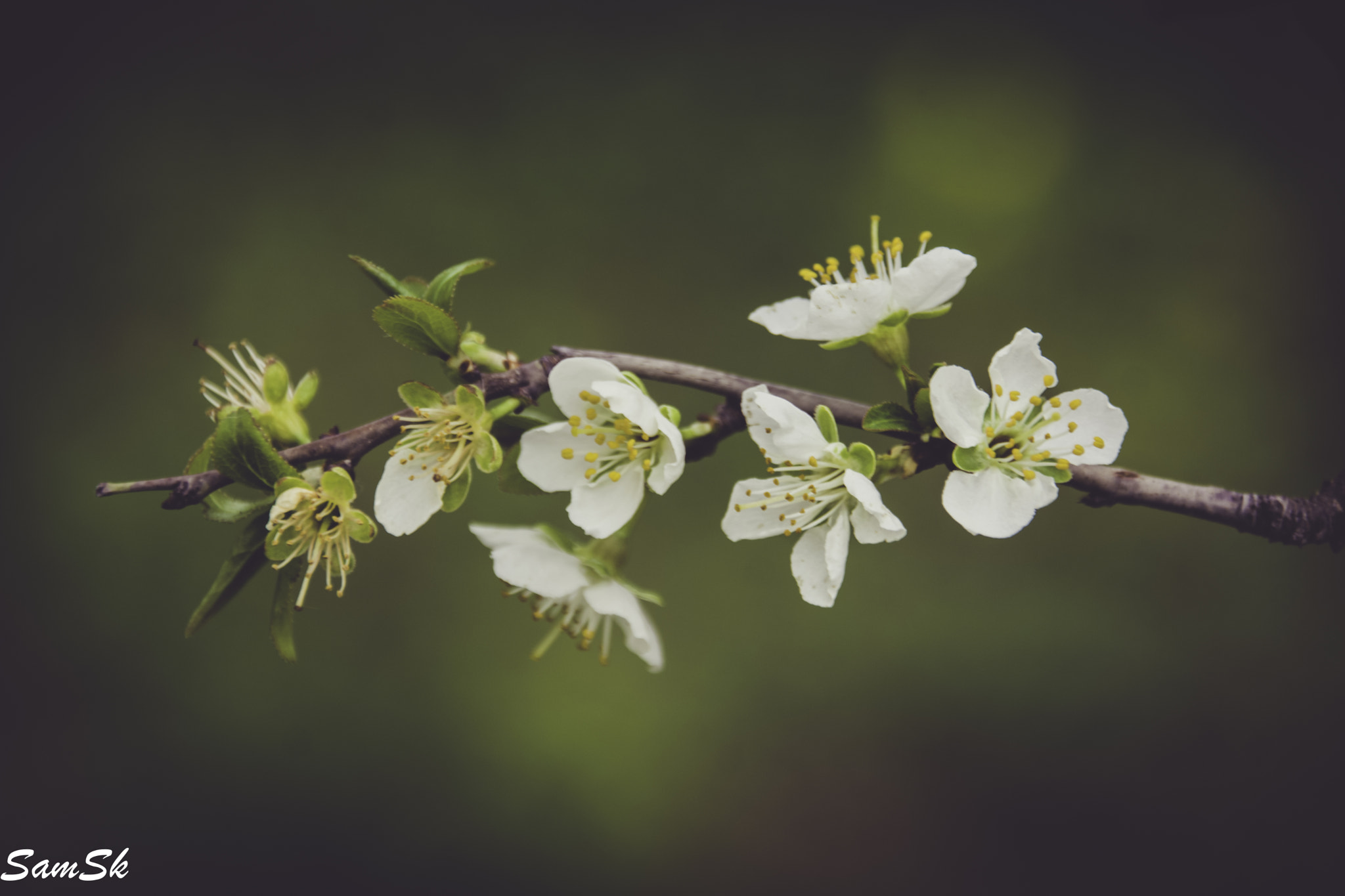 Tamron AF 28-105mm F4-5.6 [IF] sample photo. Life cycle photography