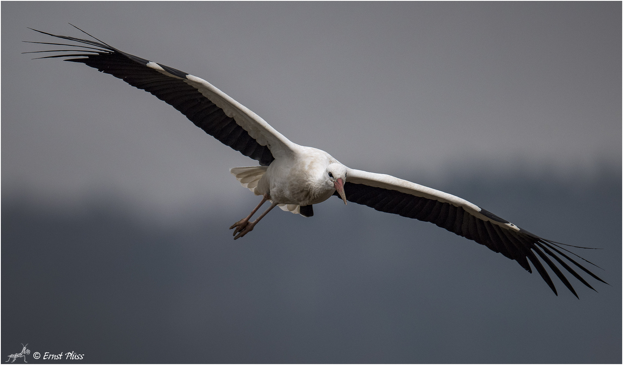 Nikon D810 sample photo. White stork photography