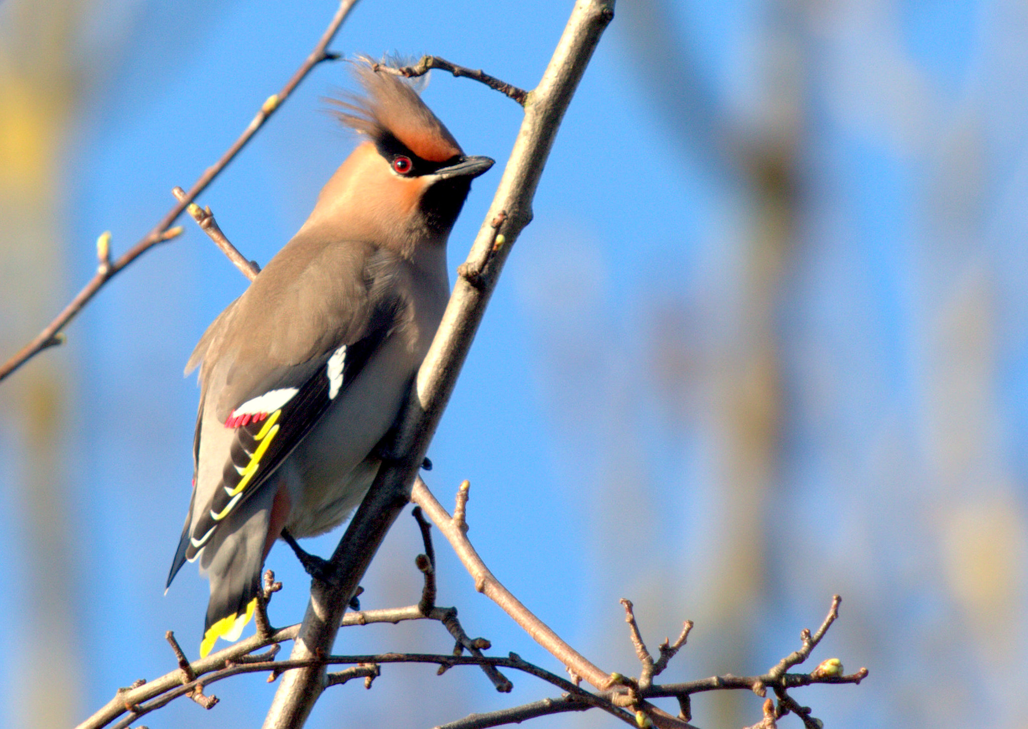 Canon EOS 7D Mark II + Canon EF 100-400mm F4.5-5.6L IS II USM sample photo. Waxwing photography