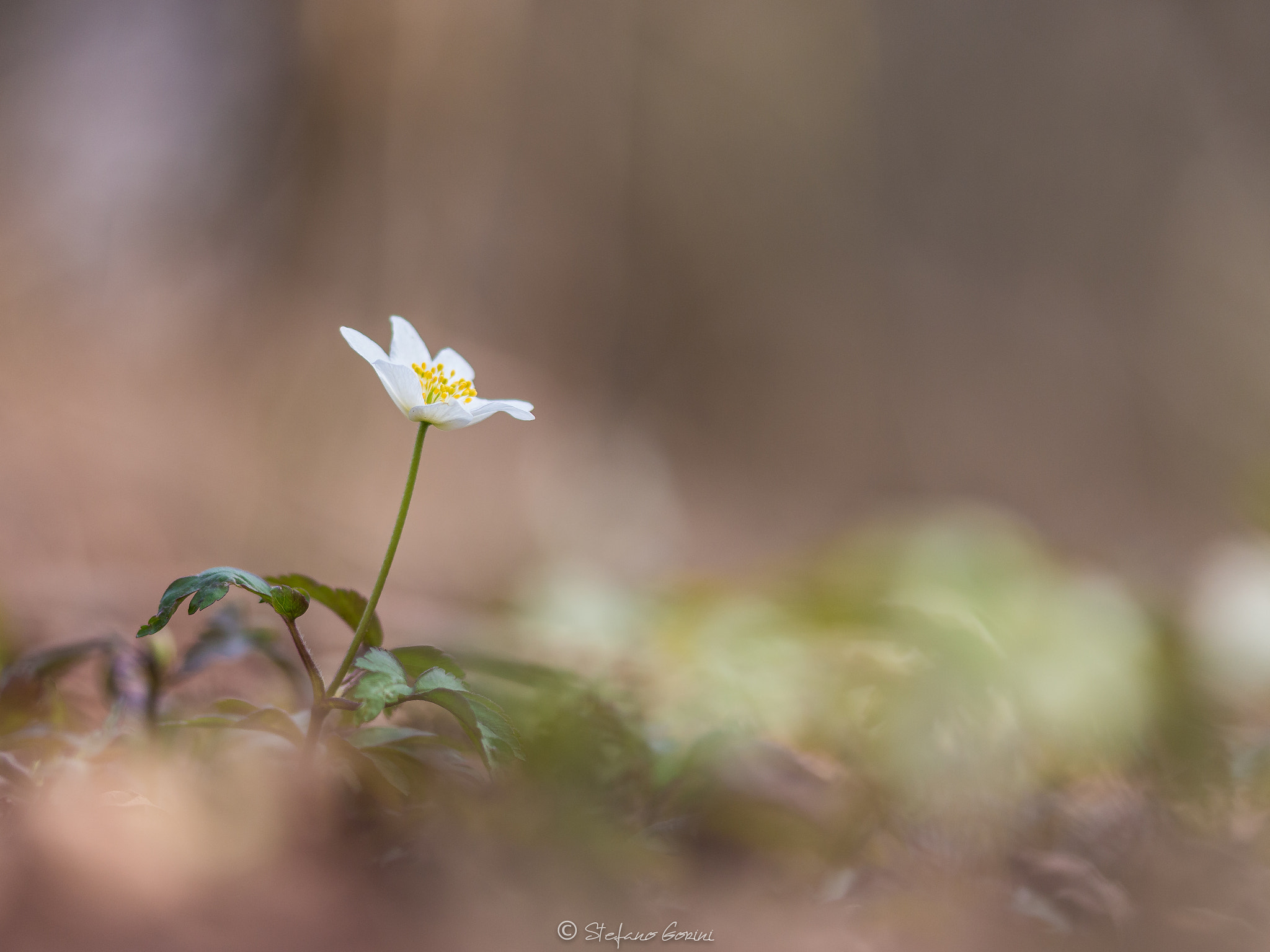 Sigma 105mm F2.8 EX DG OS HSM sample photo. Anemone photography