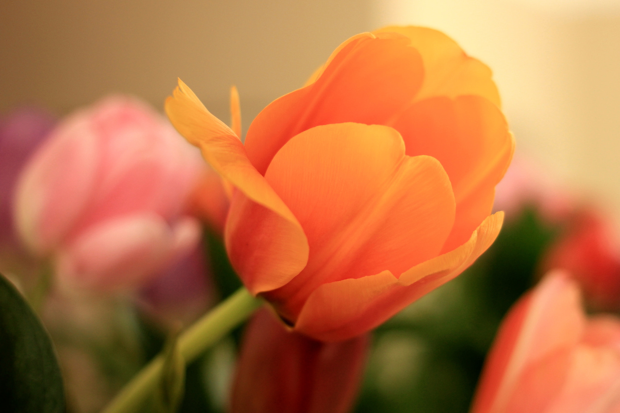 Canon EOS 550D (EOS Rebel T2i / EOS Kiss X4) sample photo. Orange bloom photography