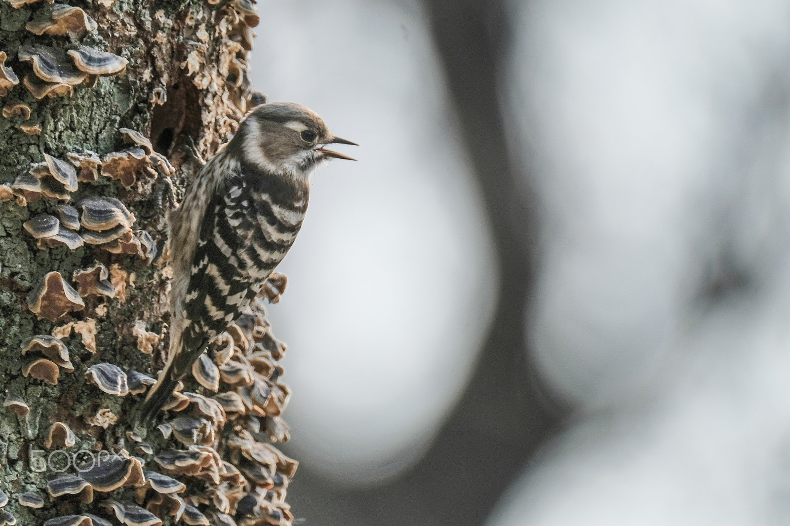 XF100-400mmF4.5-5.6 R LM OIS WR + 1.4x sample photo. Calling his girlfriend photography