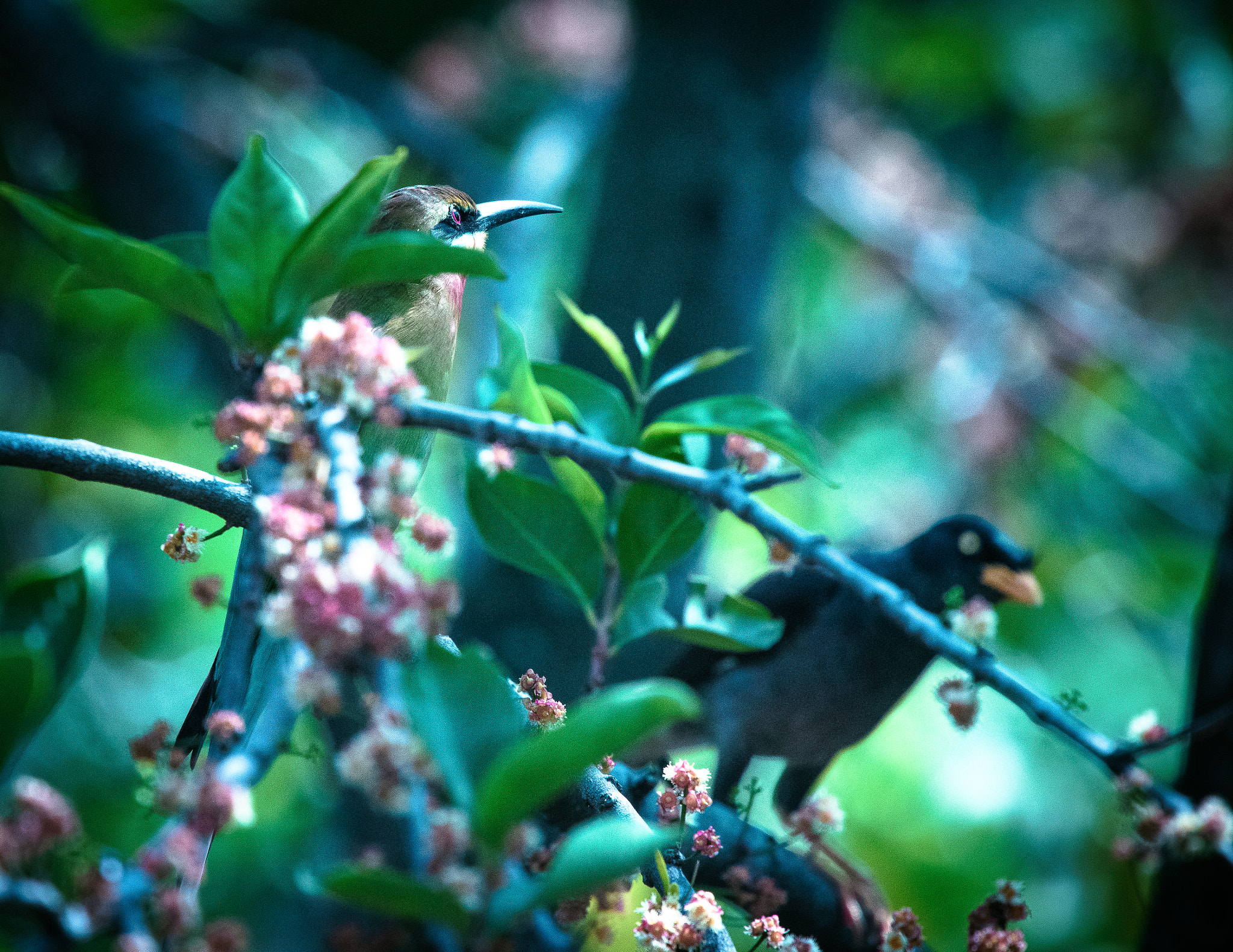Nikon Nikkor AF-S 300mm F4E PF ED VR sample photo. Beauty and the beast photography