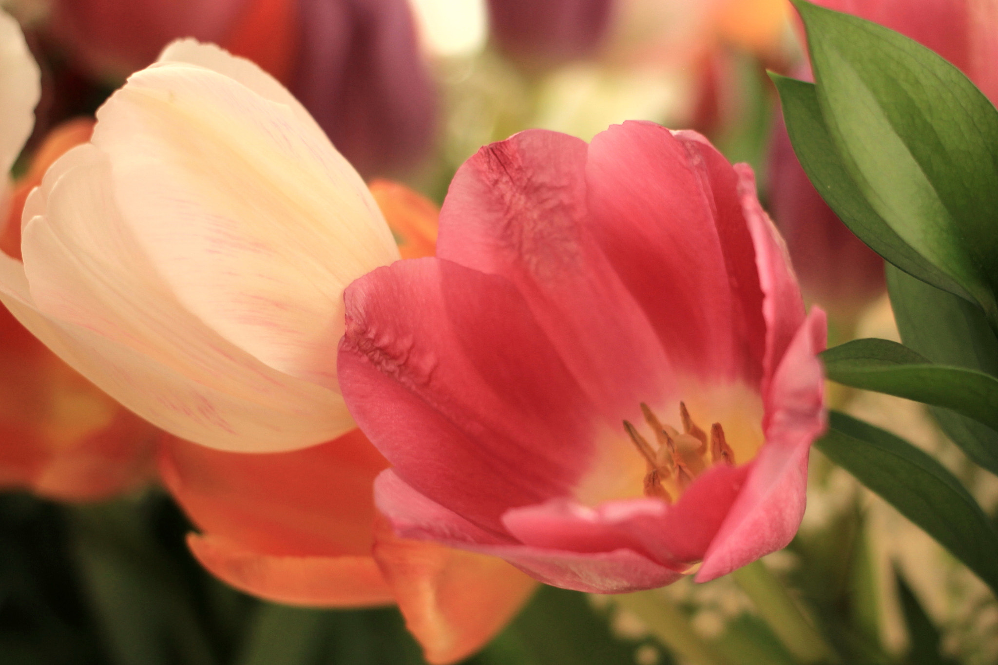 Canon EF 40mm F2.8 STM sample photo. Contrasting tulips photography