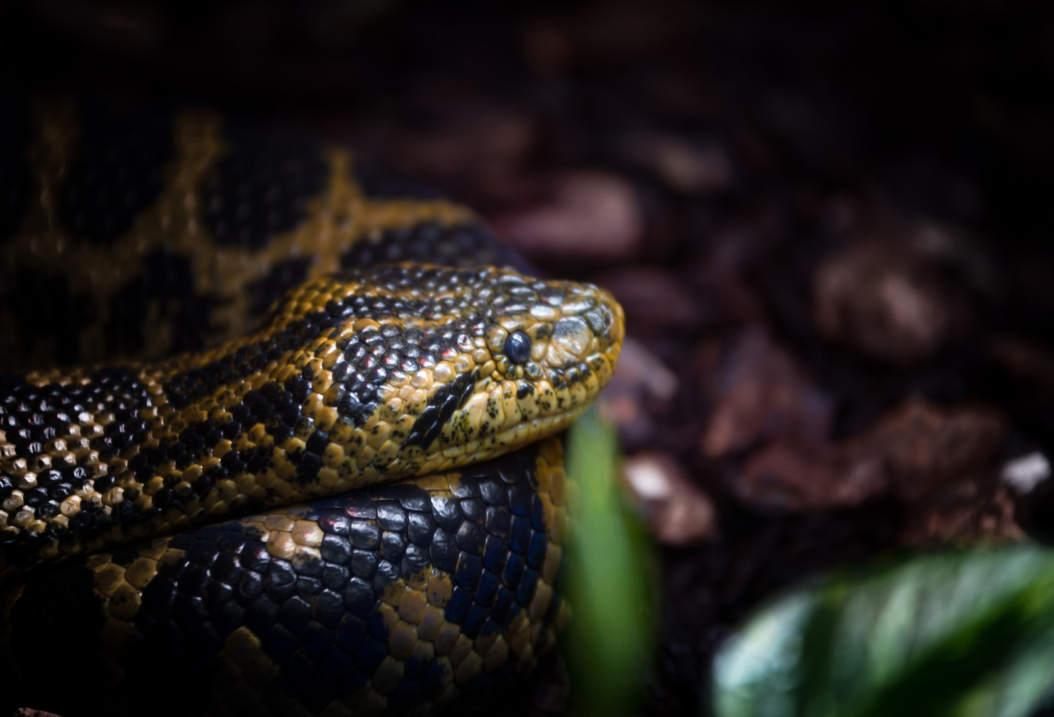 Sigma 70-200mm F2.8 EX DG OS HSM sample photo. Snake photography