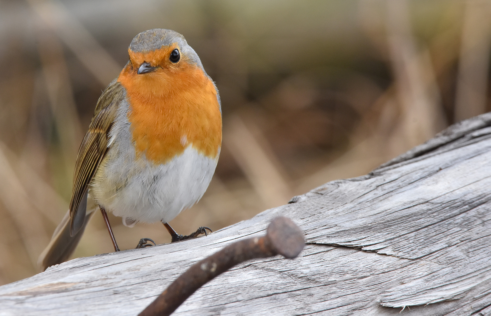 Nikon D7200 + Sigma 150-600mm F5-6.3 DG OS HSM | C sample photo. European robin (erithacus rubecula) photography