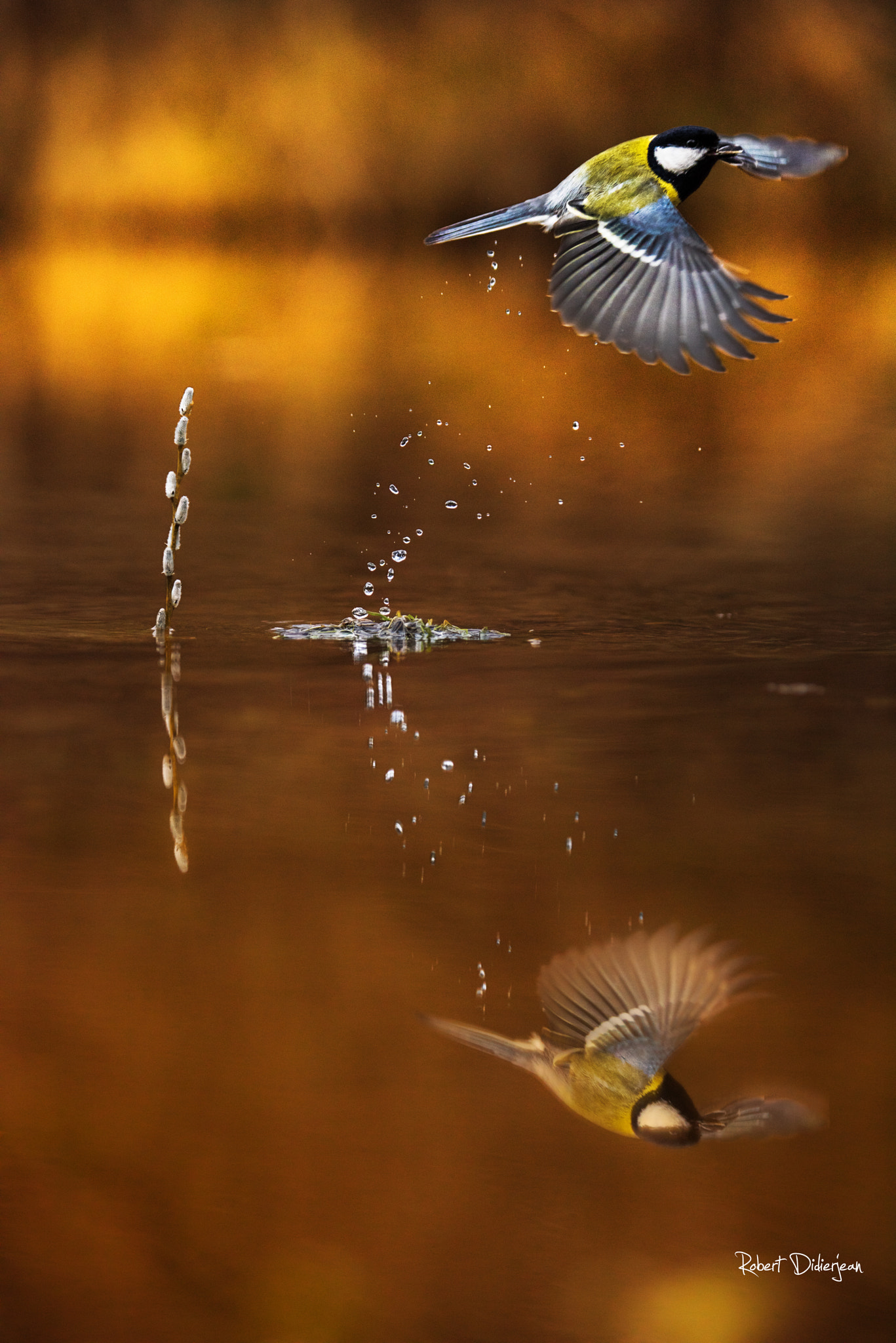 Nikon D810 sample photo. Take off photography