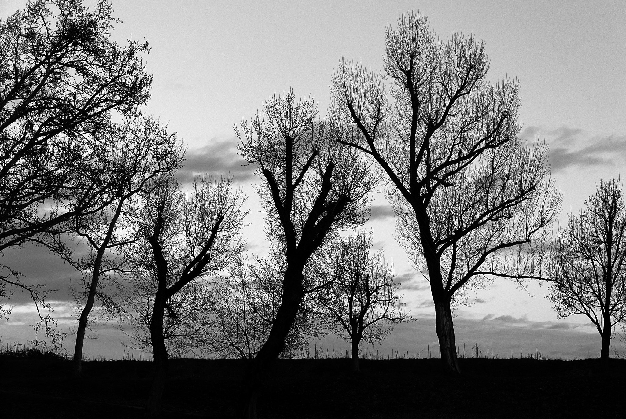 Nikon D60 sample photo. Contrasti photography