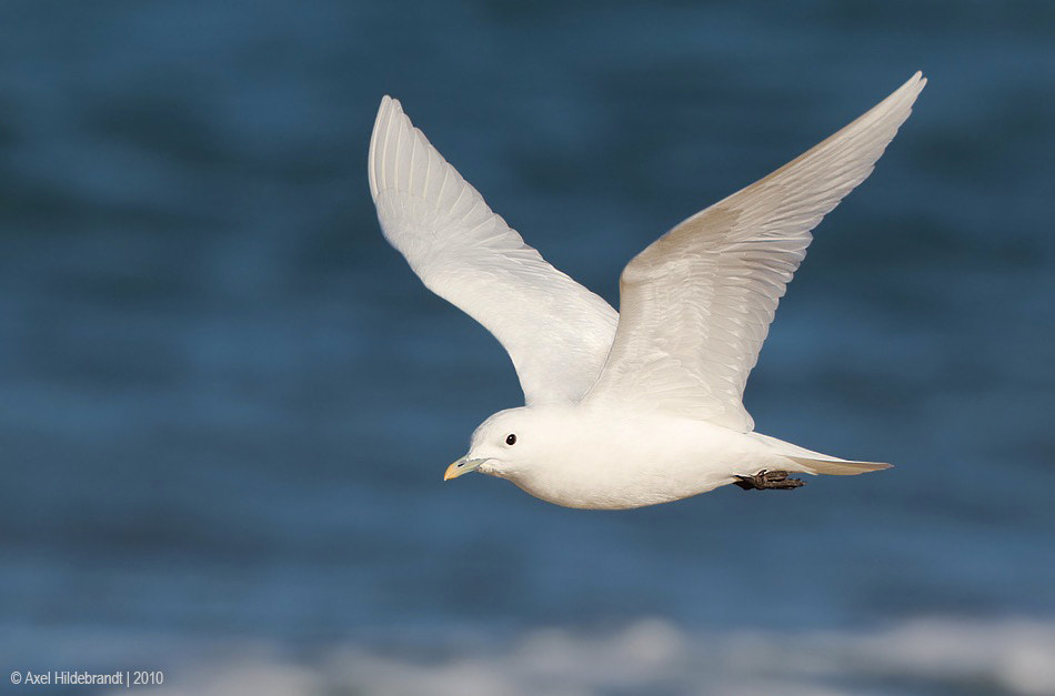 Canon EF 500mm F4L IS USM sample photo. Ivory gull photography