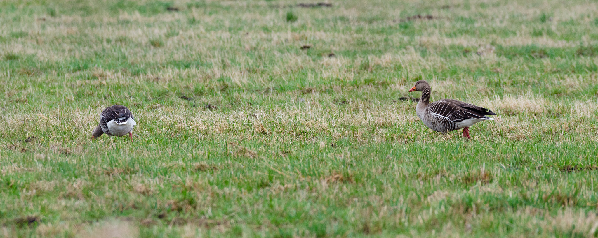 Sigma 150-600mm F5-6.3 DG OS HSM | C sample photo. Wildgänse photography