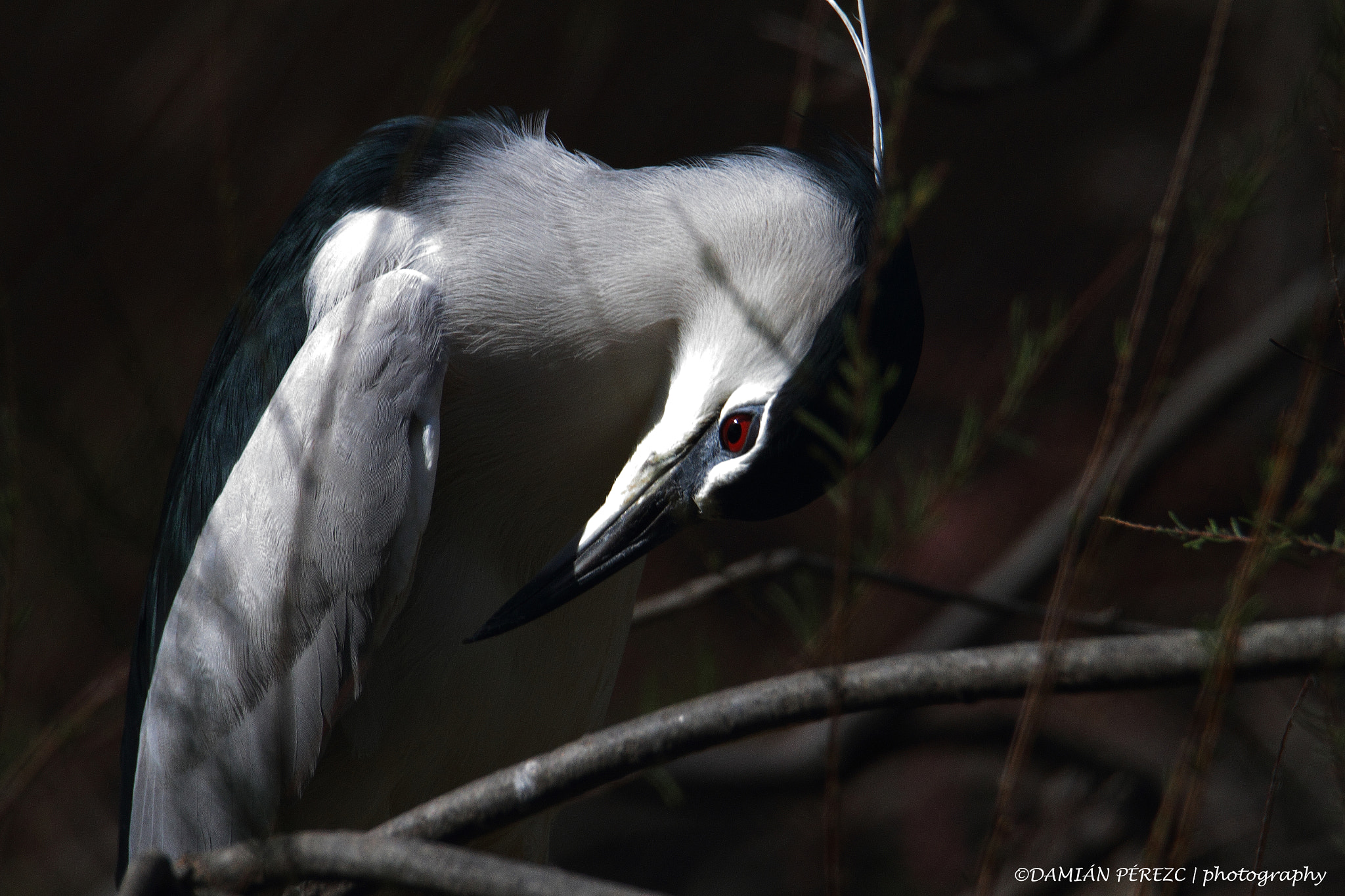 Tamron SP 150-600mm F5-6.3 Di VC USD sample photo. Martinete común/ night heron photography