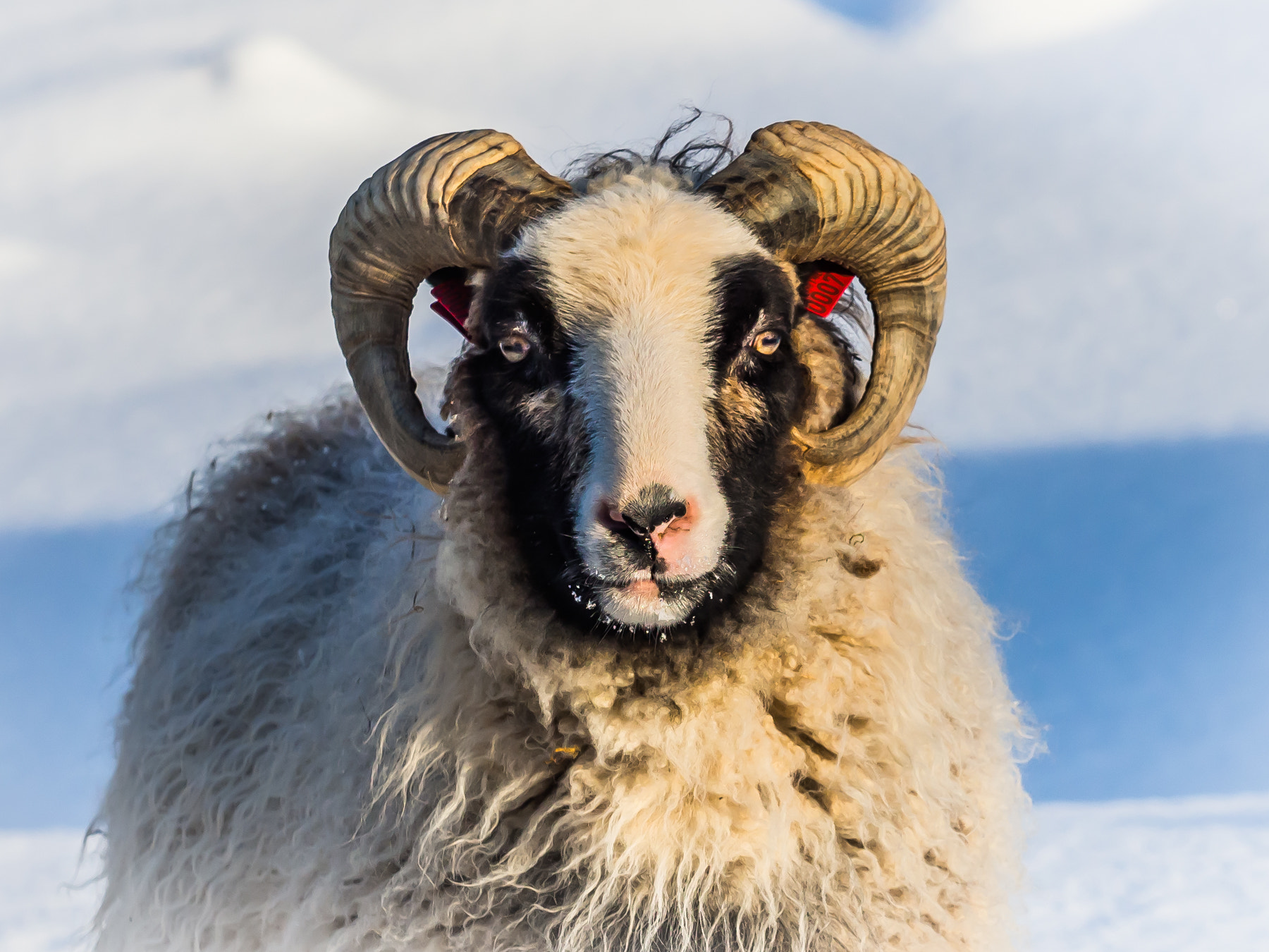 Olympus OM-D E-M1 Mark II + Olympus M.Zuiko Digital ED 40-150mm F2.8 Pro sample photo. Wild sheep photography