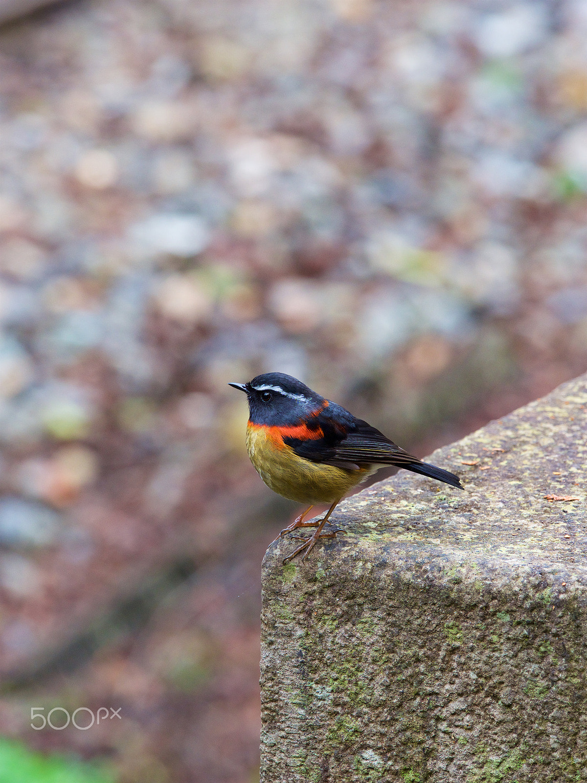 Olympus OM-D E-M1 sample photo. Collared bush robin,alishan,taiwan photography