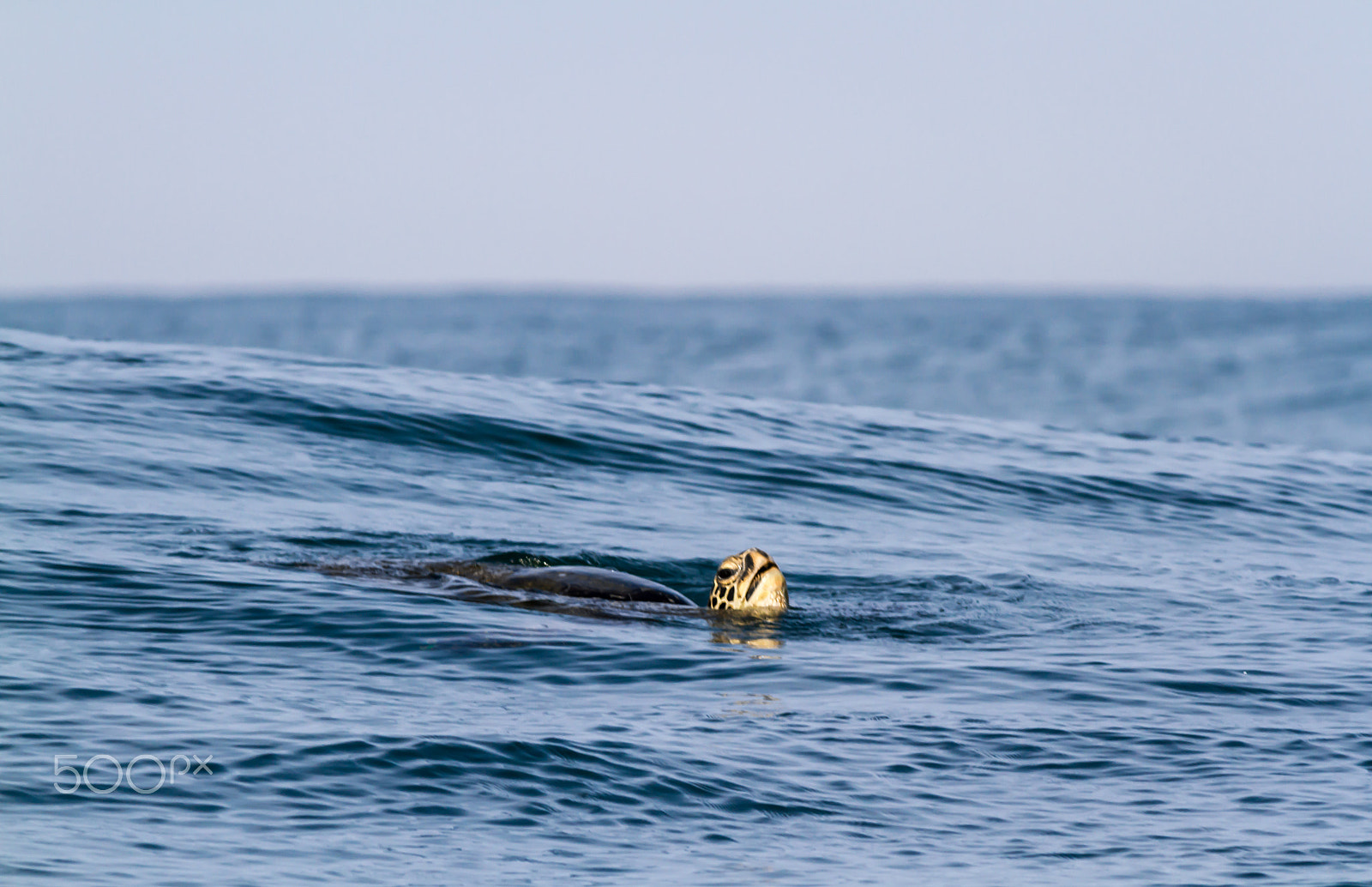 Canon EOS 7D + Canon EF 300mm F4L IS USM sample photo. Hawaiian sea turtle photography