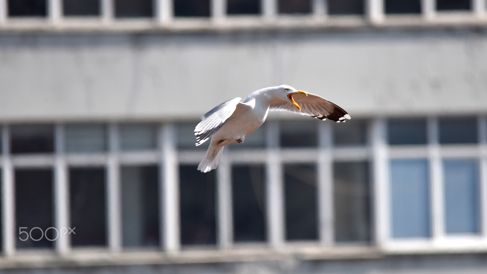 Nikon D810 + Sigma 150-500mm F5-6.3 DG OS HSM sample photo. Seagull photography