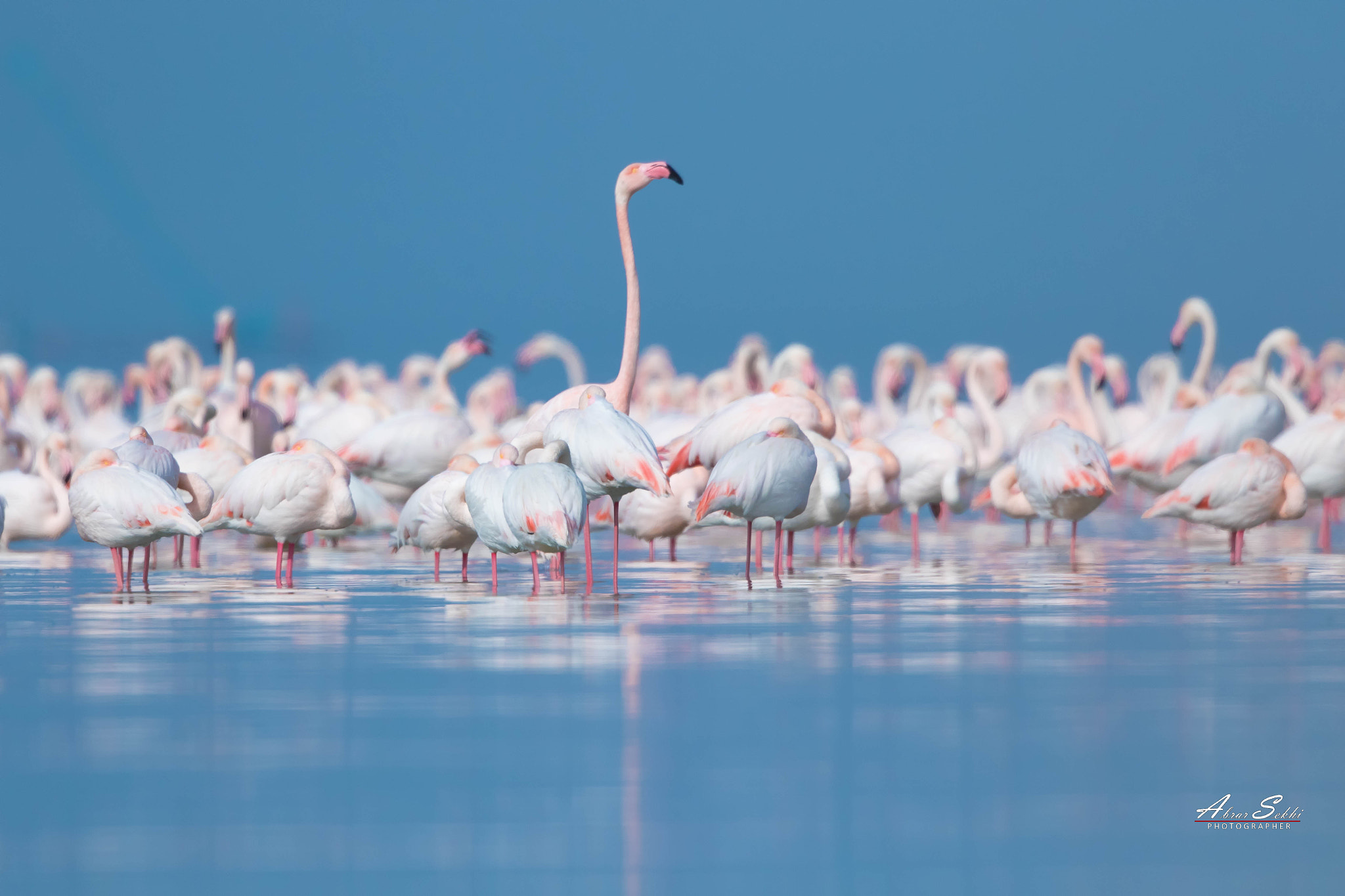 Canon EOS 7D Mark II sample photo. Greater flamingo / النحام الكبير . photography