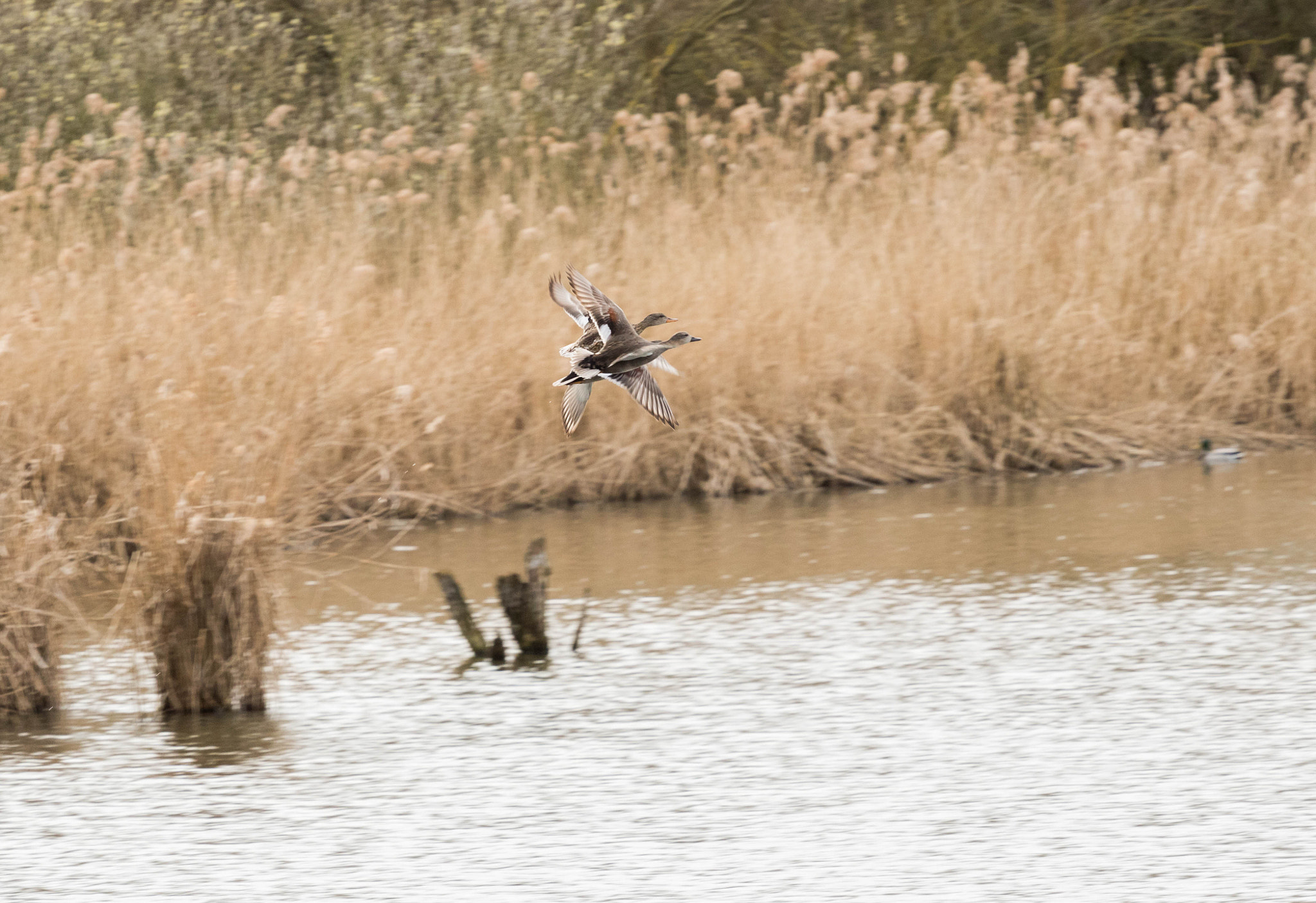 Canon EOS 750D (EOS Rebel T6i / EOS Kiss X8i) + Canon EF 70-200mm F4L USM sample photo. Duck photography