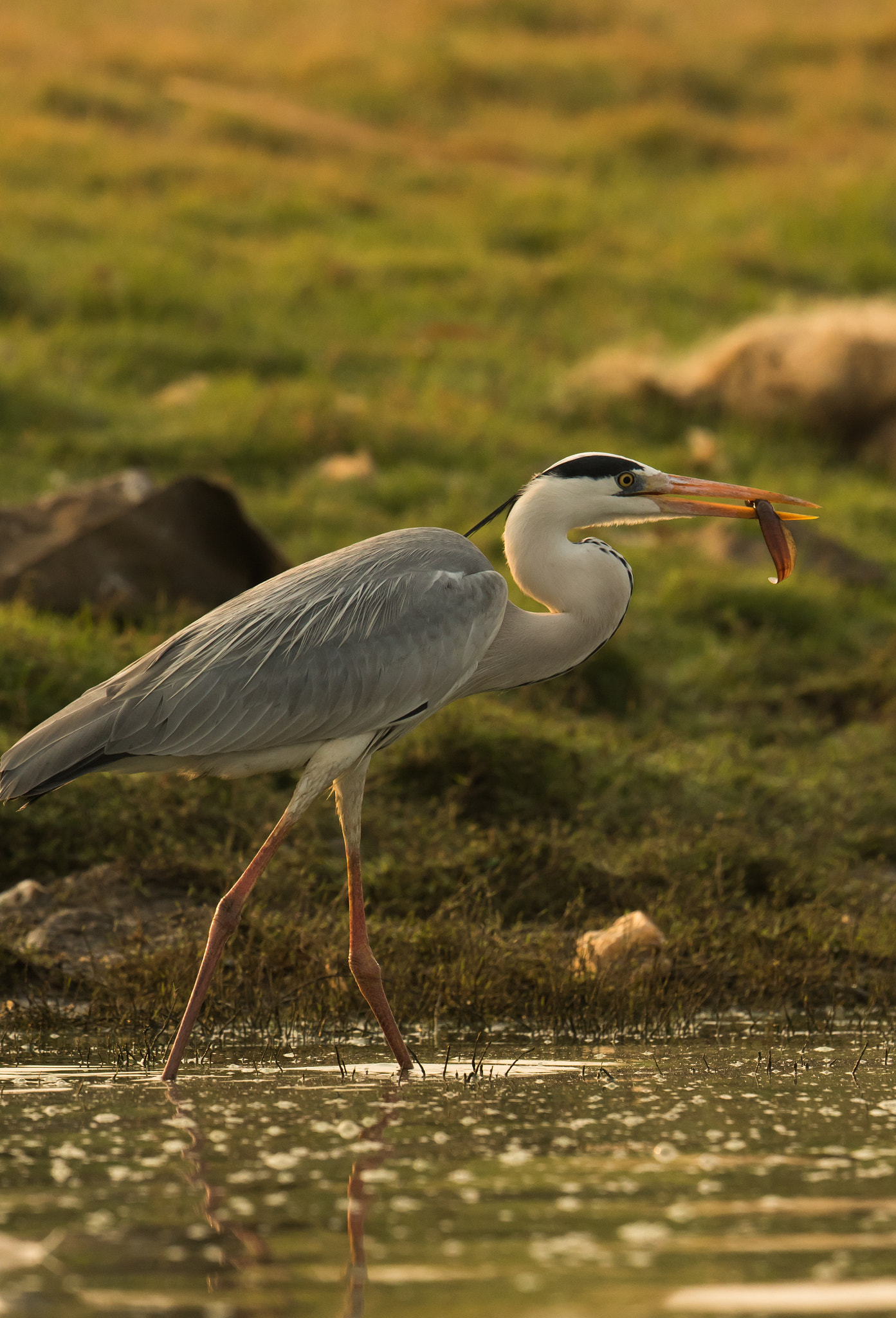 Canon EOS 7D Mark II + Canon EF 500mm F4L IS II USM sample photo. Fishing photography