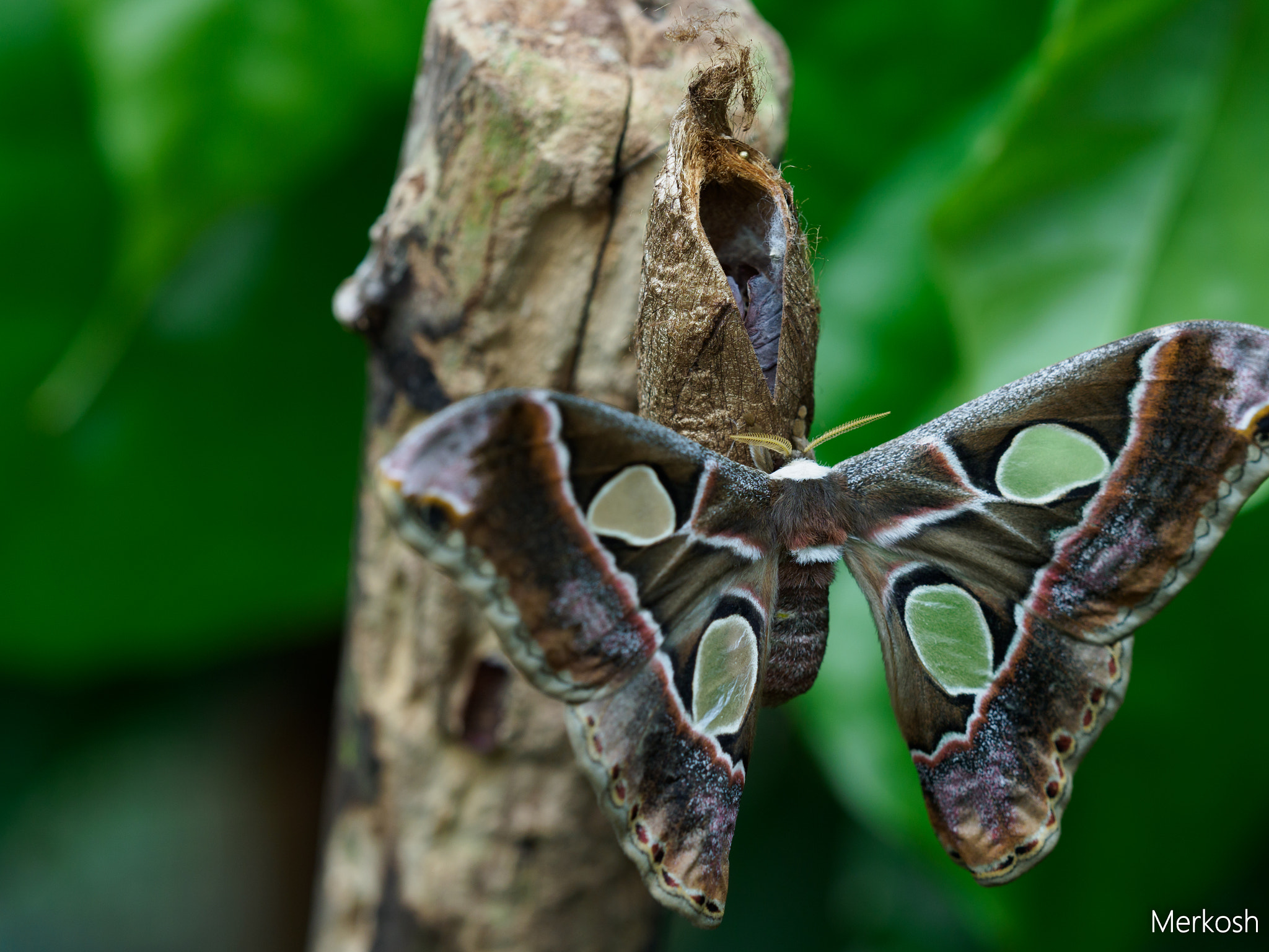 Olympus OM-D E-M1 Mark II + Olympus M.Zuiko Digital ED 40-150mm F2.8 Pro sample photo. Moth photography