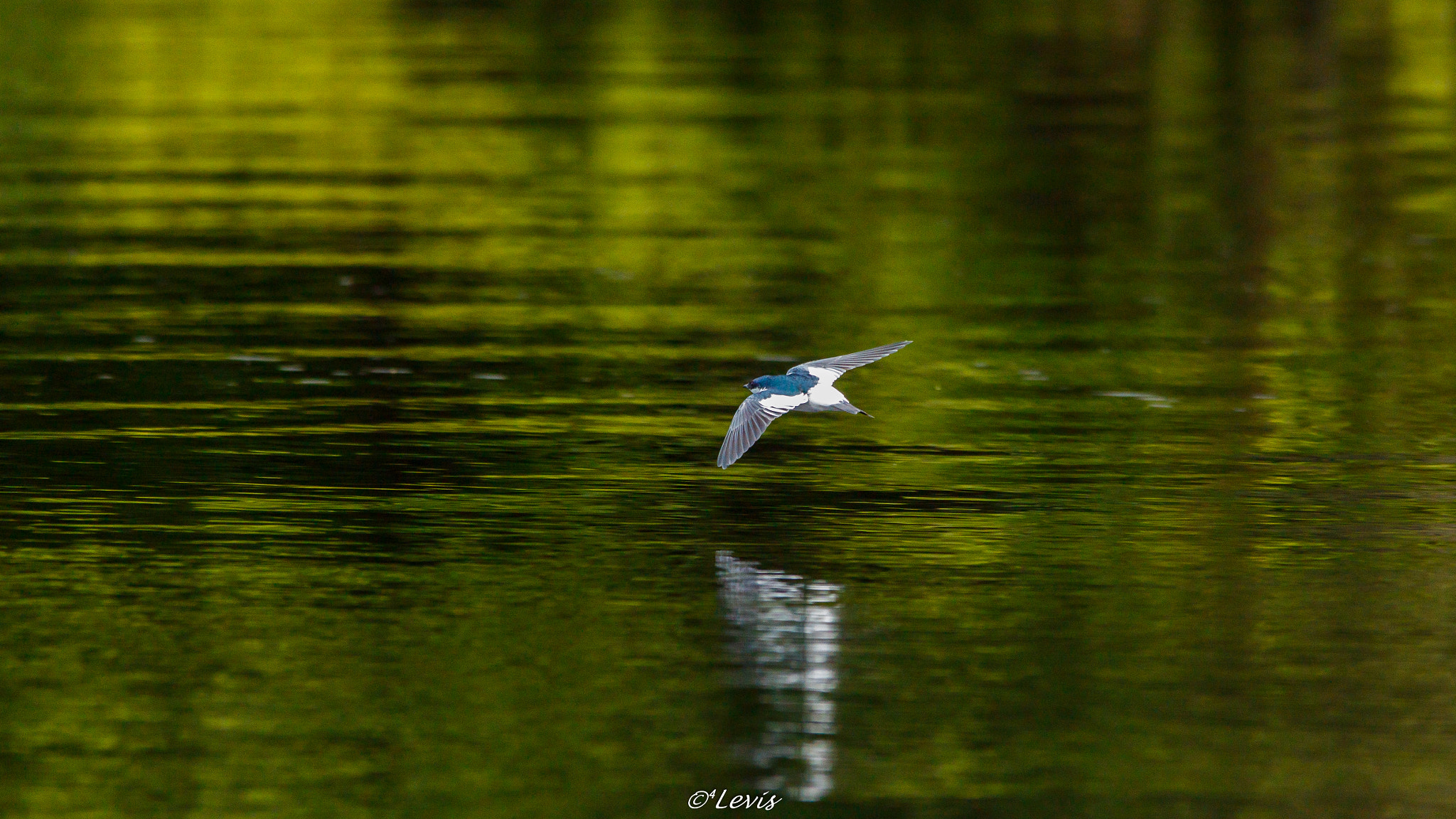 Sigma 150-500mm F5-6.3 DG OS HSM sample photo. Andorinha-do-rio photography