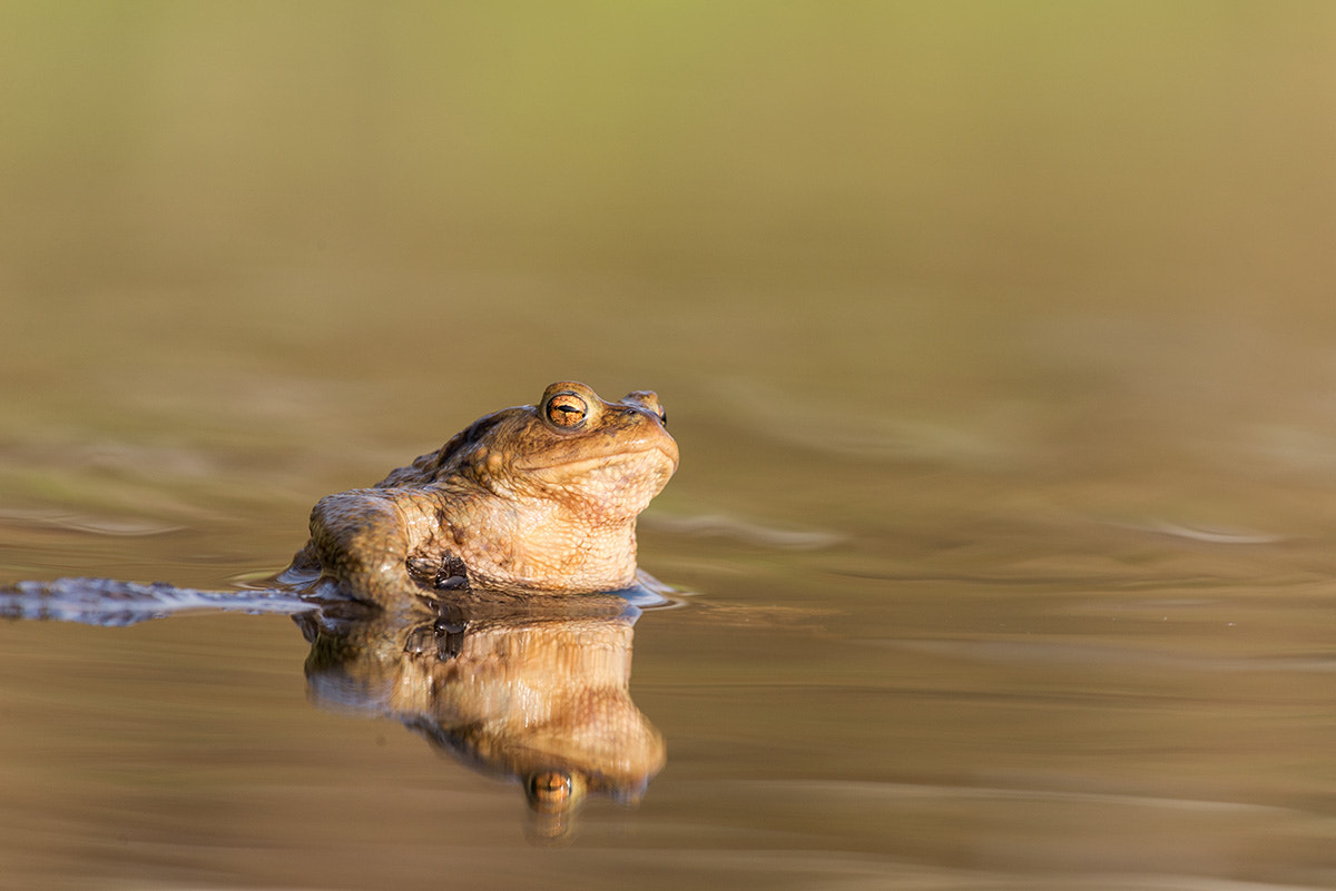 Nikon D610 + Nikon AF-S Nikkor 70-200mm F4G ED VR sample photo. Golden toad photography