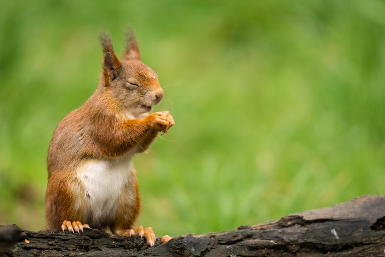 Sigma 120-400mm F4.5-5.6 DG OS HSM sample photo. Keep on smiling! photography