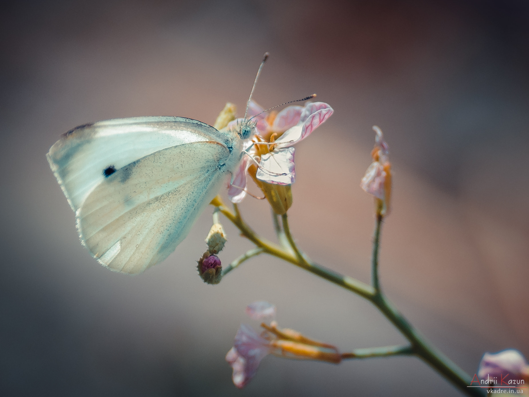 Nikon D300 sample photo. White butterfly photography