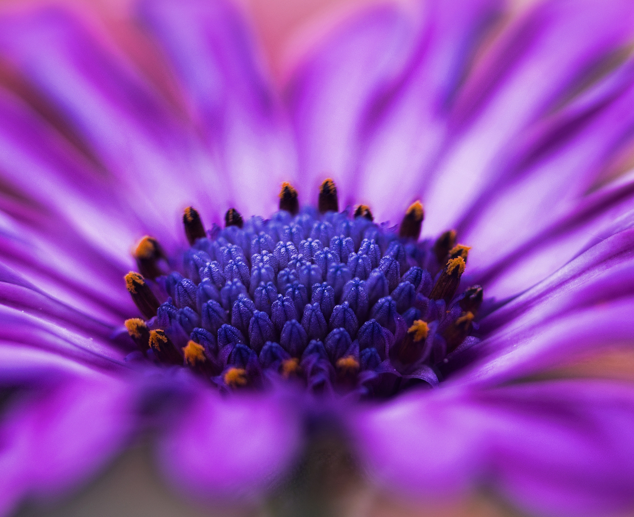 Canon EF-S 60mm F2.8 Macro USM sample photo. Flower photography