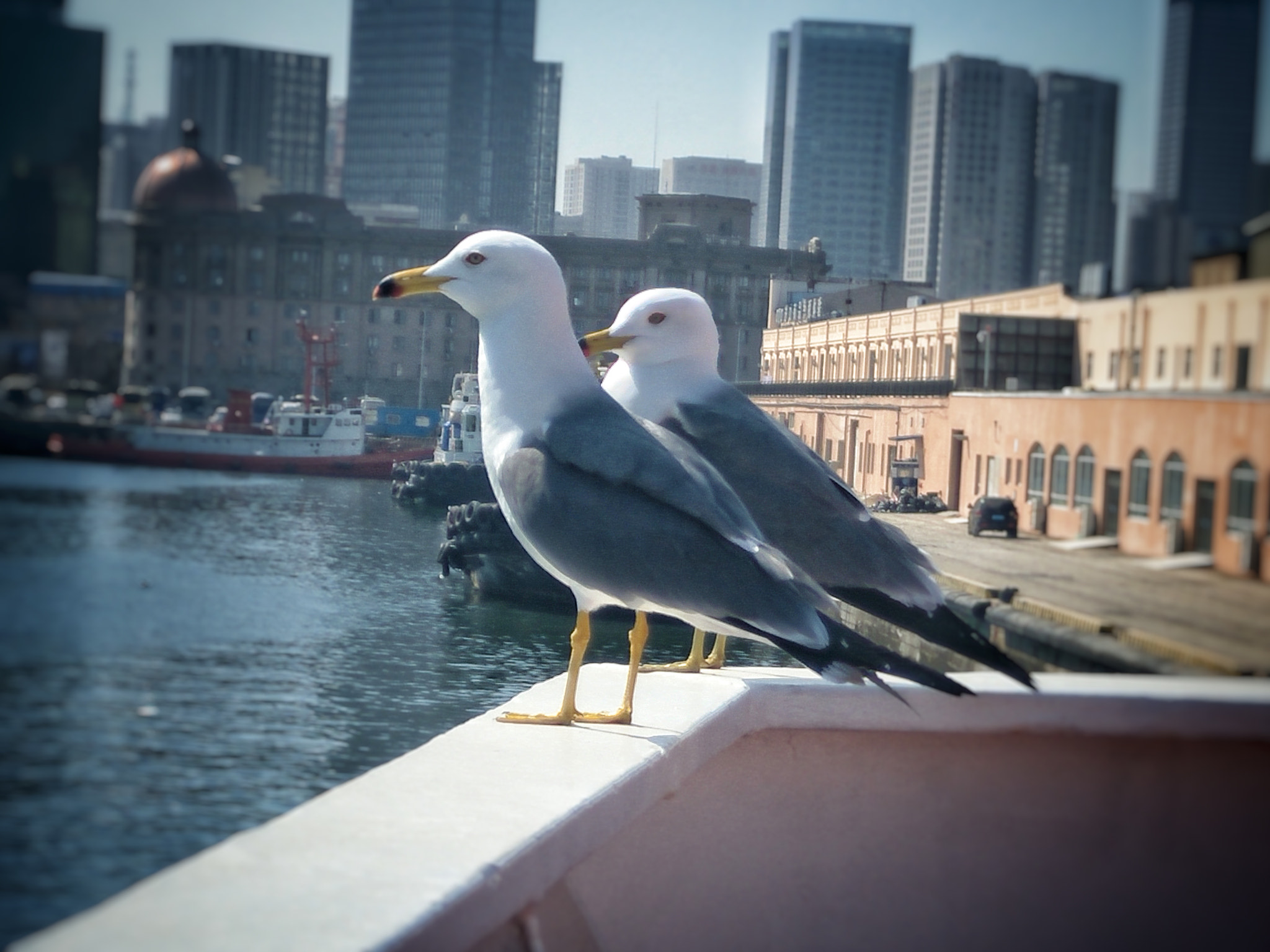 OPPO R9 PLUSM A sample photo. Bird photography