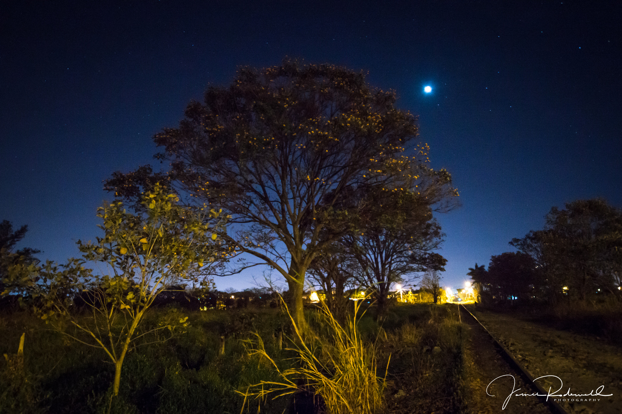 Nikon D3200 sample photo. Poro tree under the stars photography