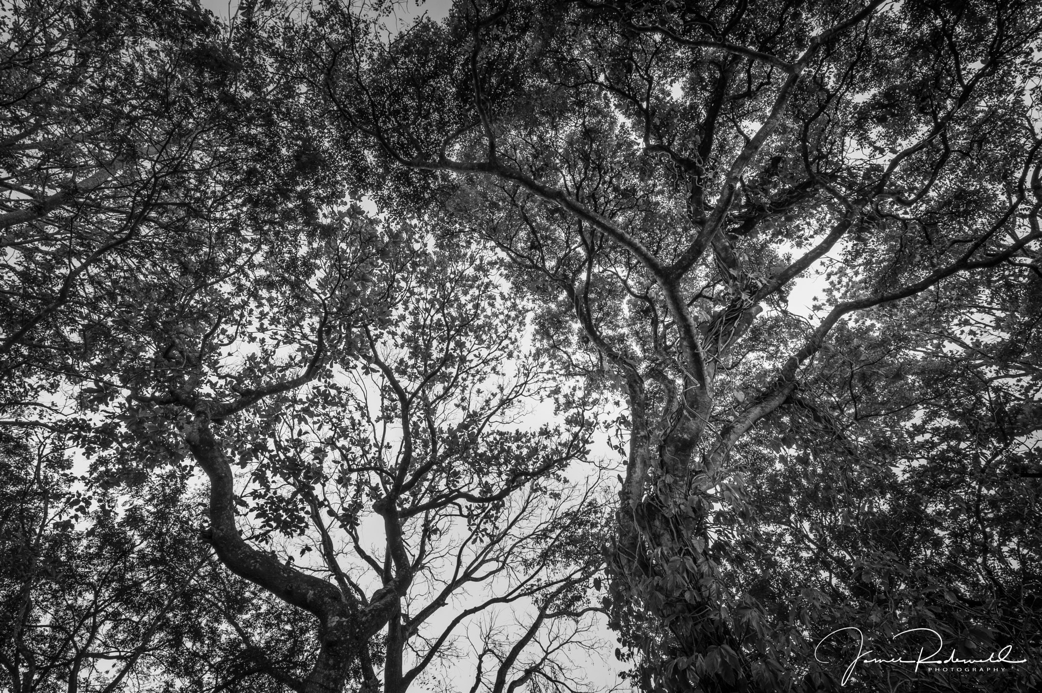 Nikon D3200 sample photo. Poro and guanacaste canopy photography