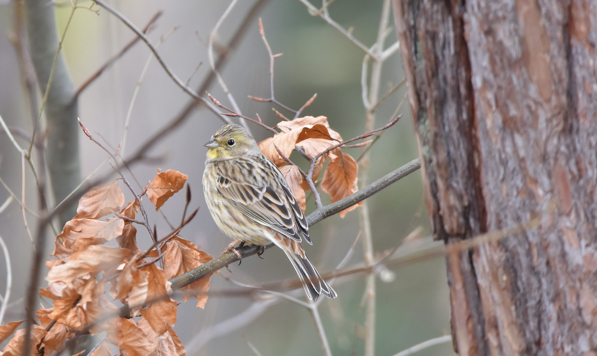 Sigma 150-600mm F5-6.3 DG OS HSM | C sample photo. Twite (carduelis flavirostris) photography