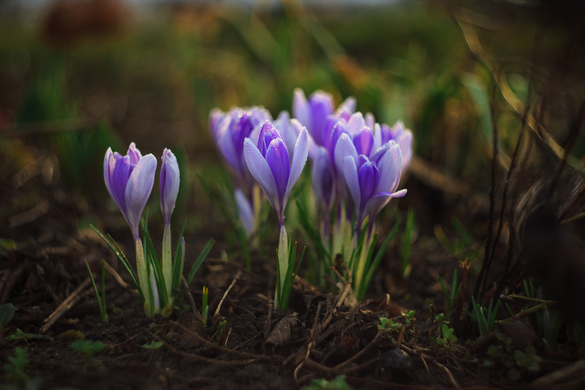 Canon EF 35-80mm f/4-5.6 sample photo. Hello spring photography