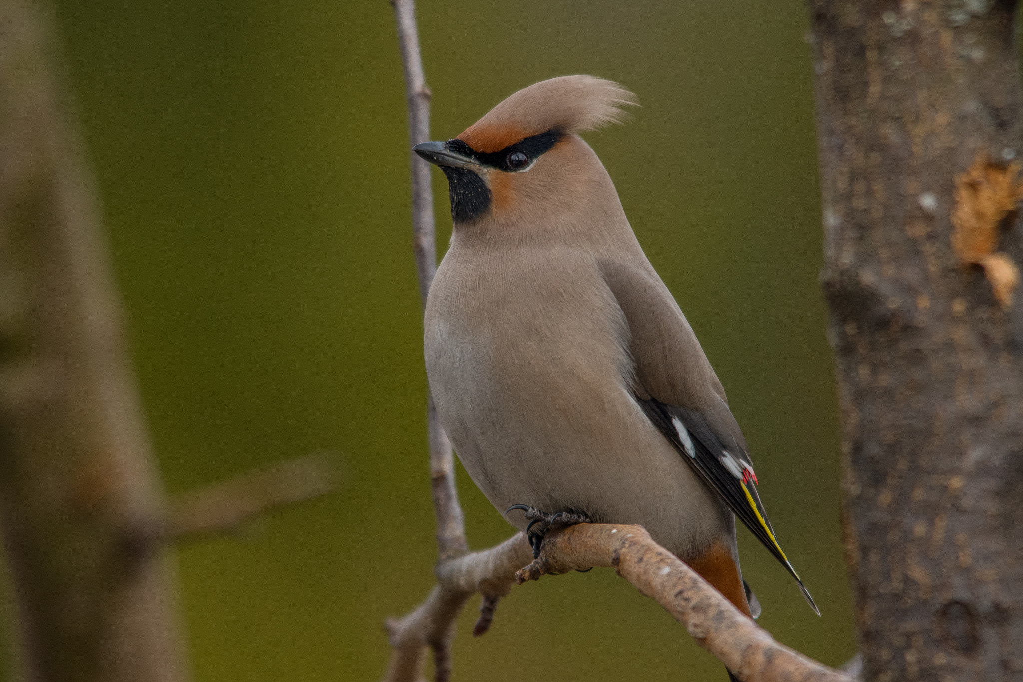 Sigma 150-500mm F5-6.3 DG OS HSM sample photo. Bohemian waxwing photography