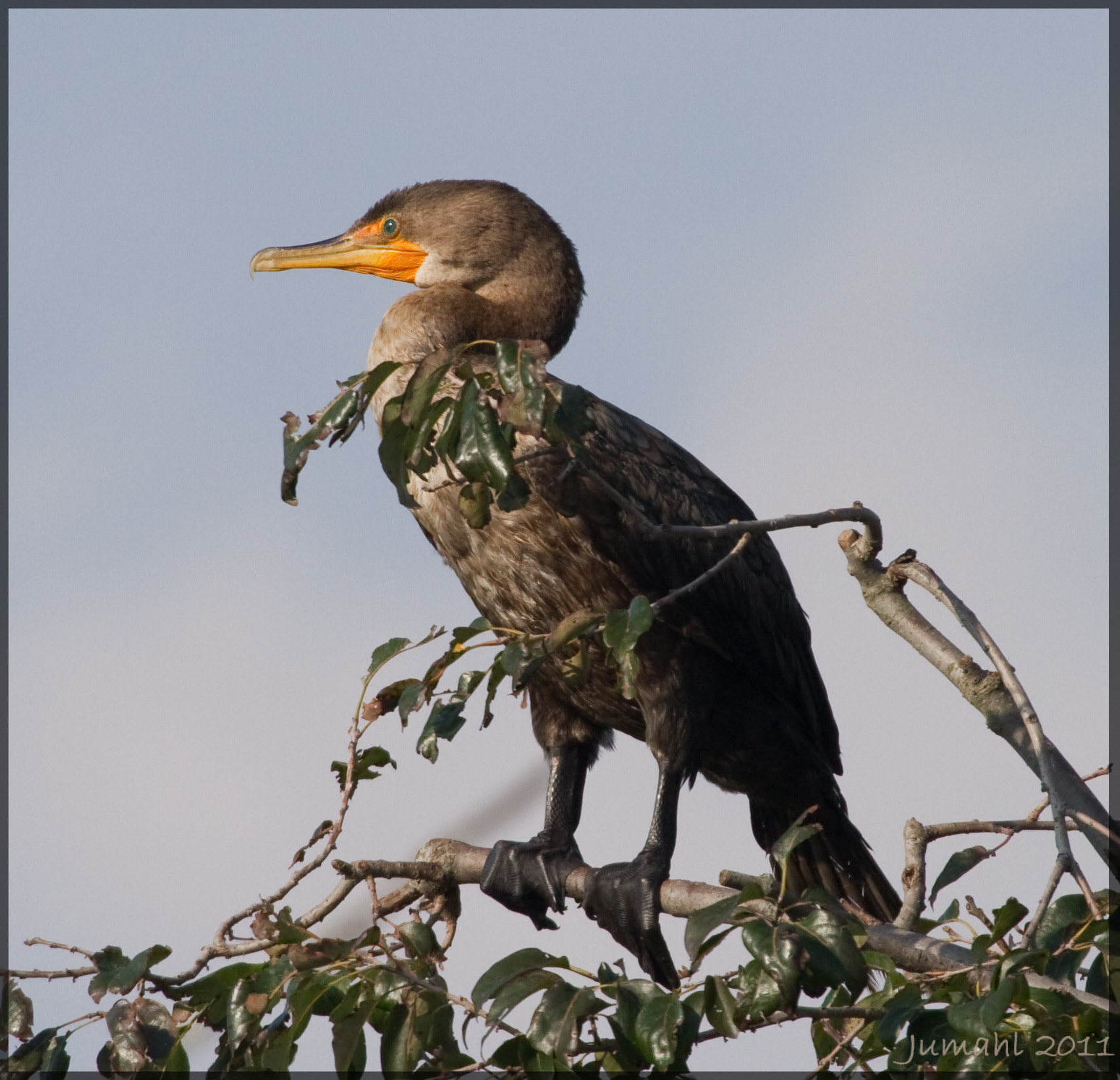 Canon EF 100-400mm F4.5-5.6L IS USM sample photo. Sunlit cormorant photography