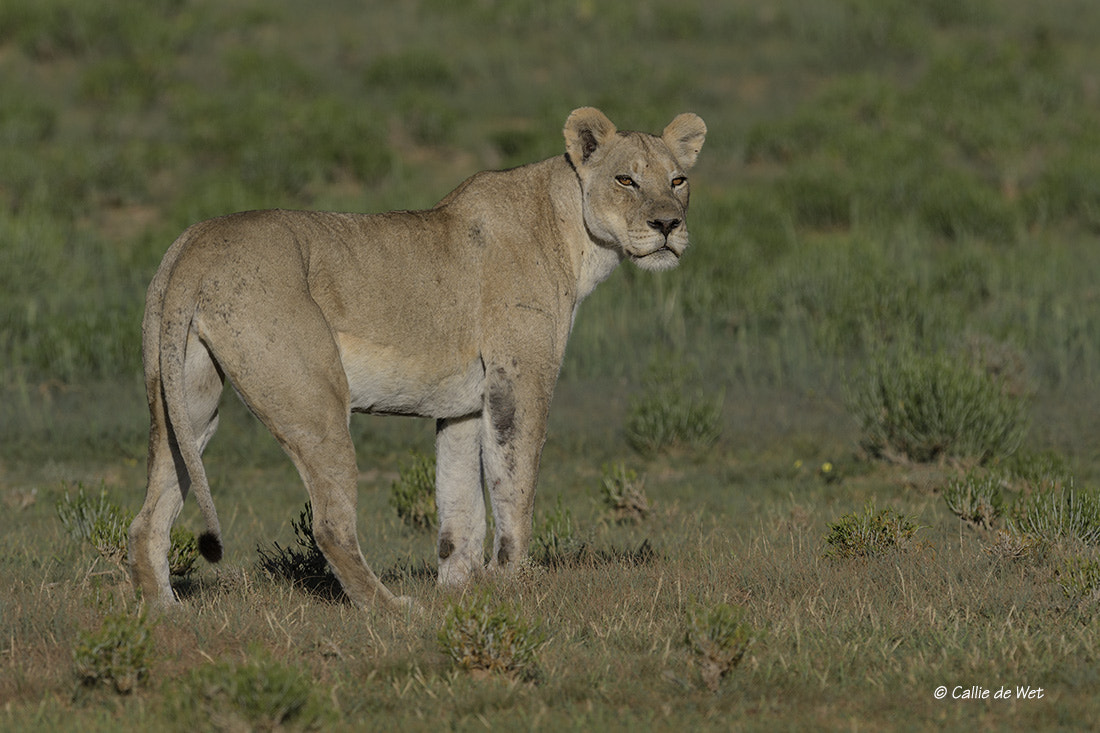 Nikon AF-S Nikkor 600mm F4G ED VR sample photo. Mom 2/3 photography