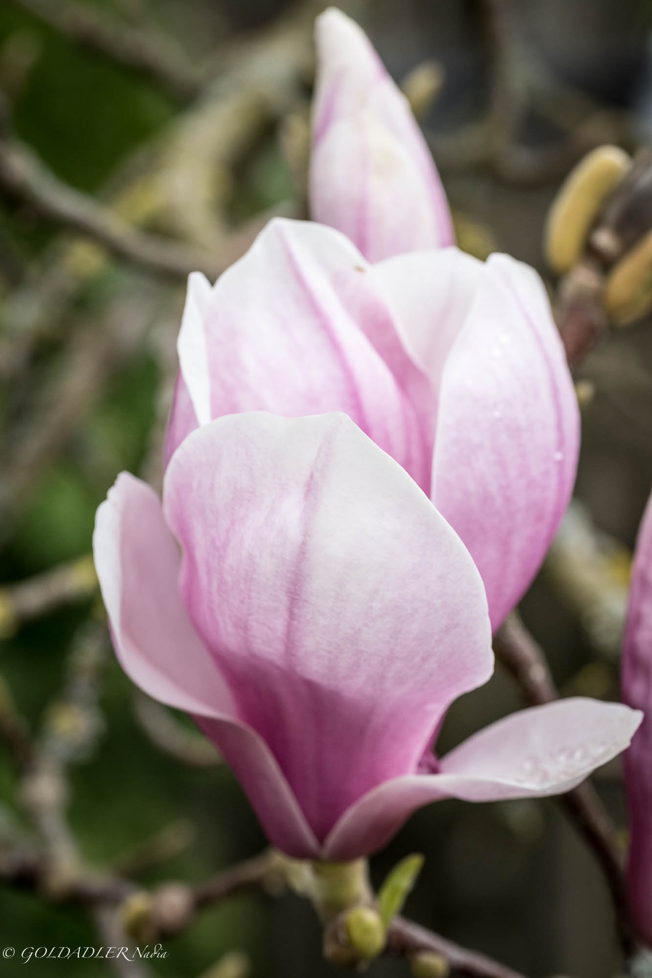 Sigma 105mm F2.8 EX DG OS HSM sample photo. Magnolia photography