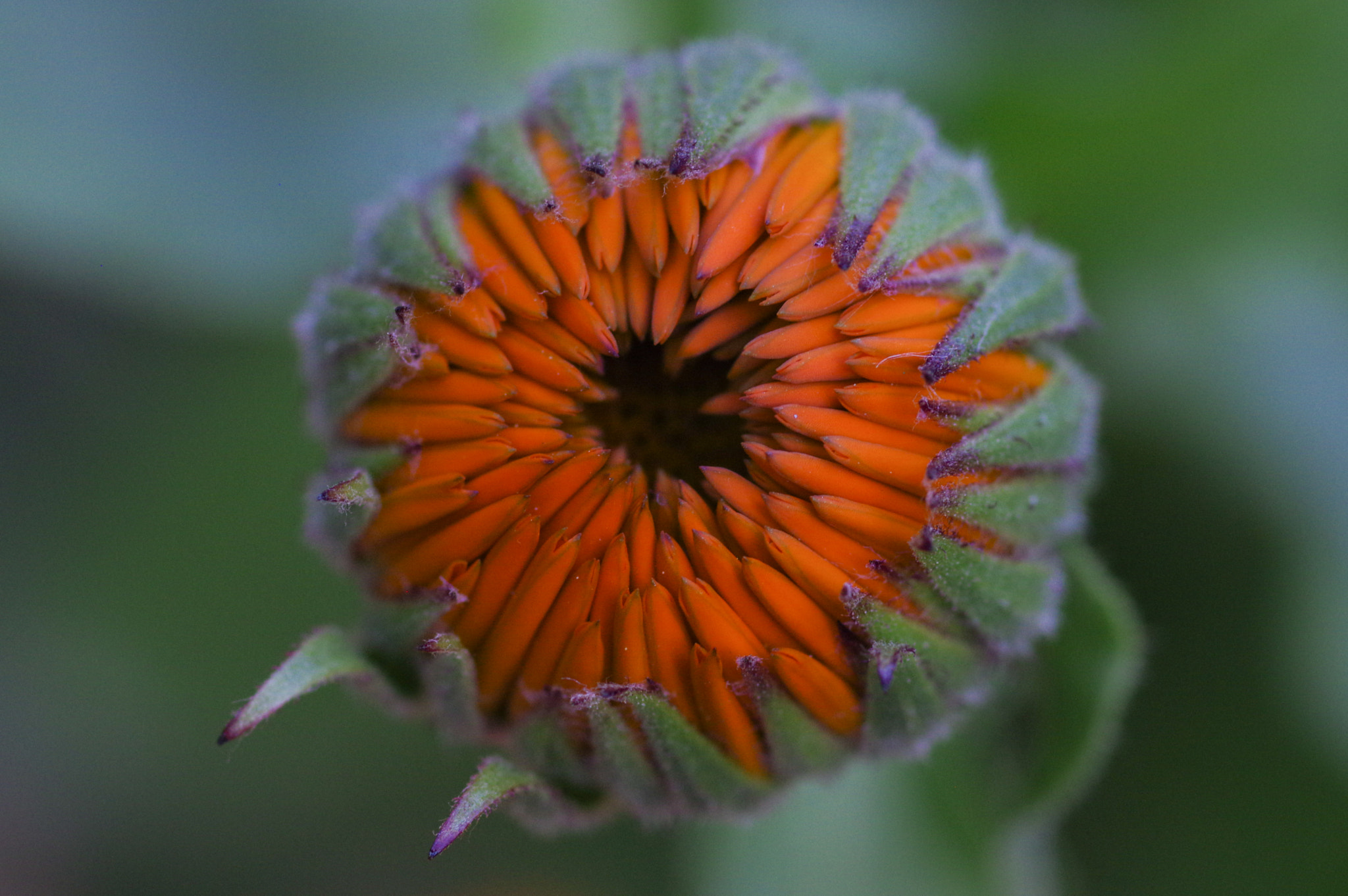 Pentax smc D-FA 100mm F2.8 Macro WR sample photo. Not quite there photography