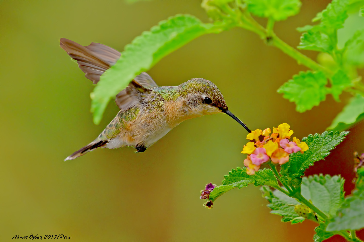 Nikon AF-S Nikkor 200-500mm F5.6E ED VR sample photo. Hummingbird photography
