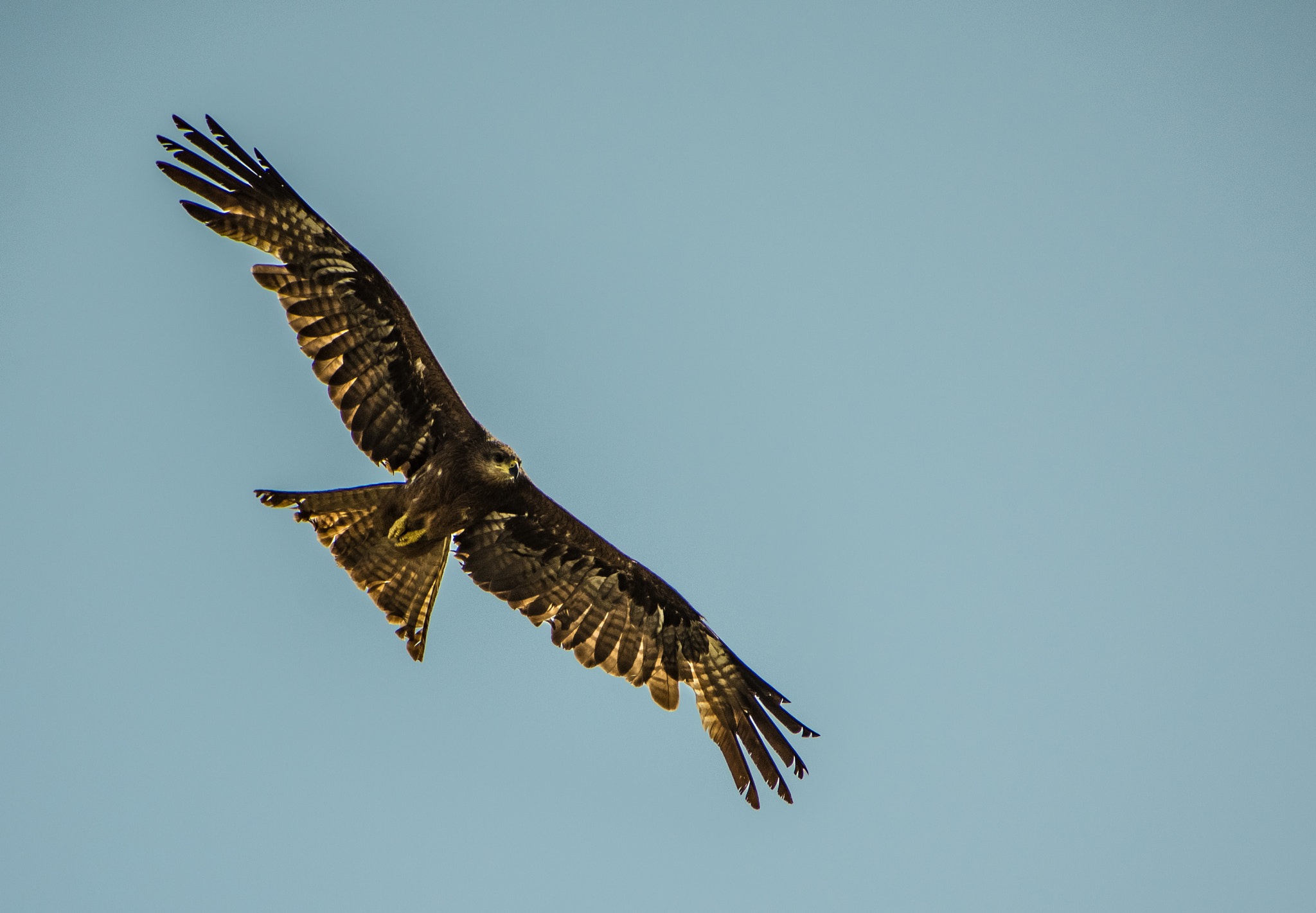 Sigma 70-300mm F4-5.6 DG OS sample photo. Are you ready to fly? photography