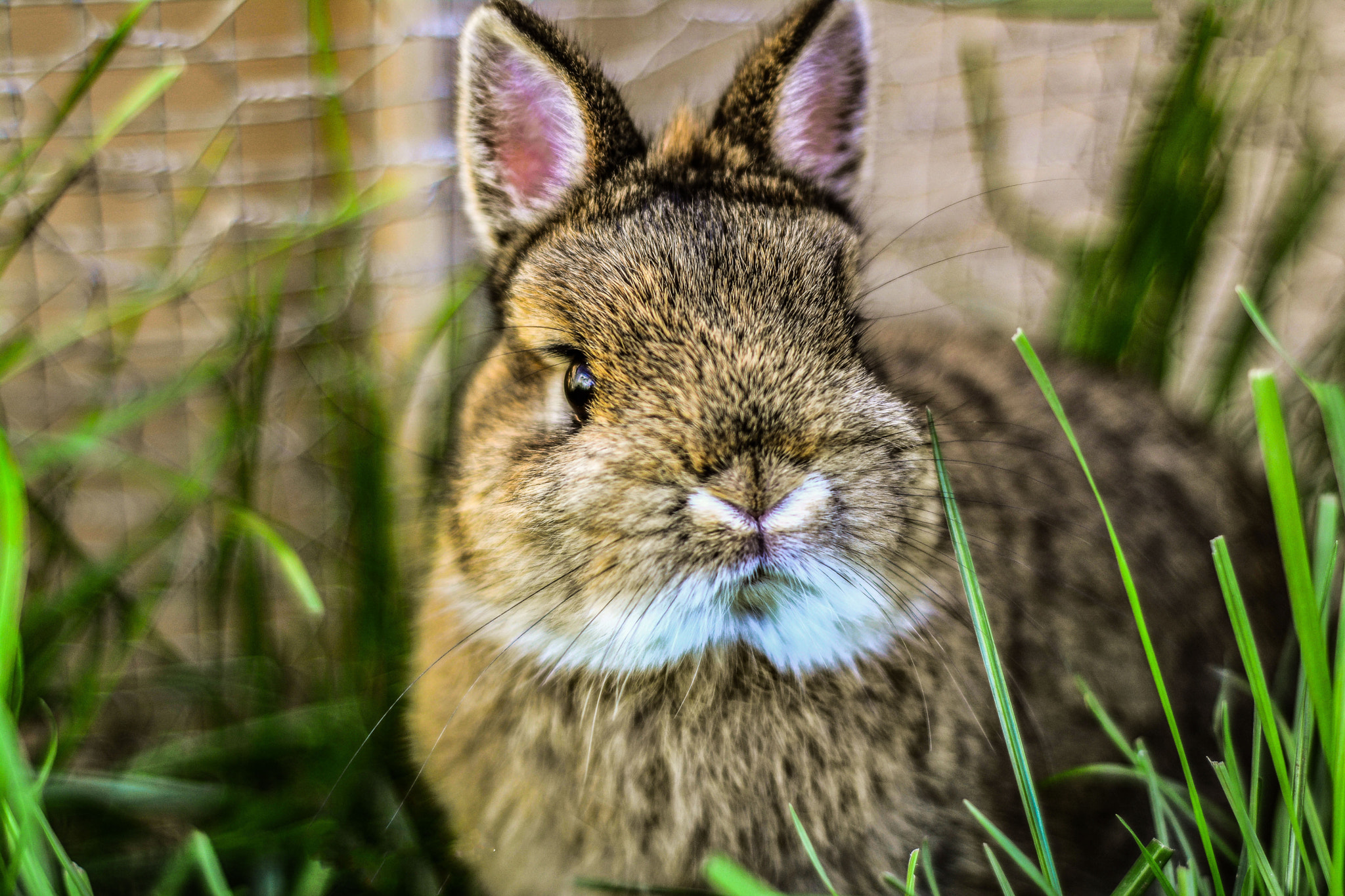 Nikon D5200 + Nikon AF Nikkor 50mm F1.8D sample photo. Bunny sweetpea   enjoying a nice day out! photography