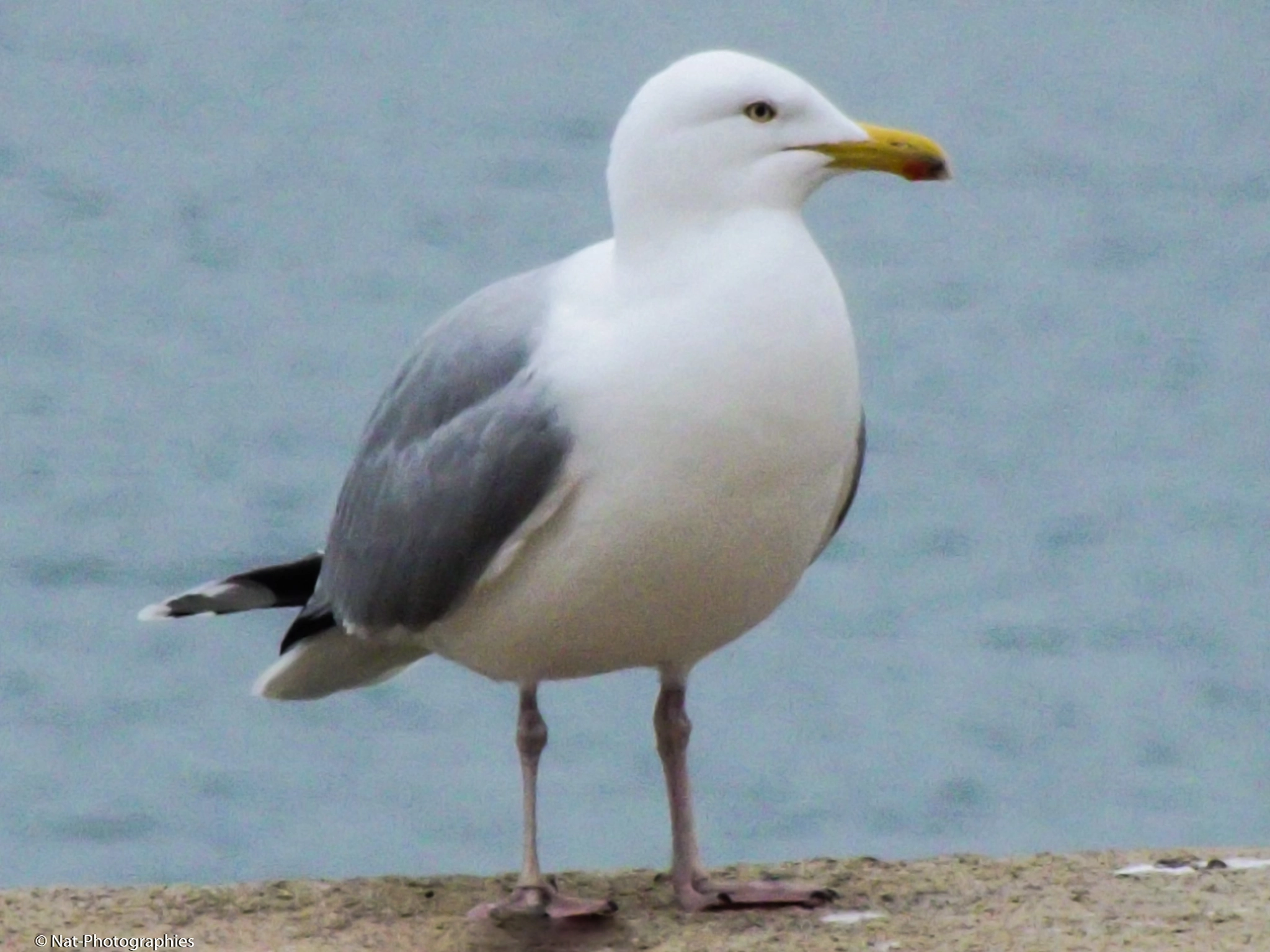 FujiFilm FinePix S2950 (FinePix S2990) sample photo. Mouette photography