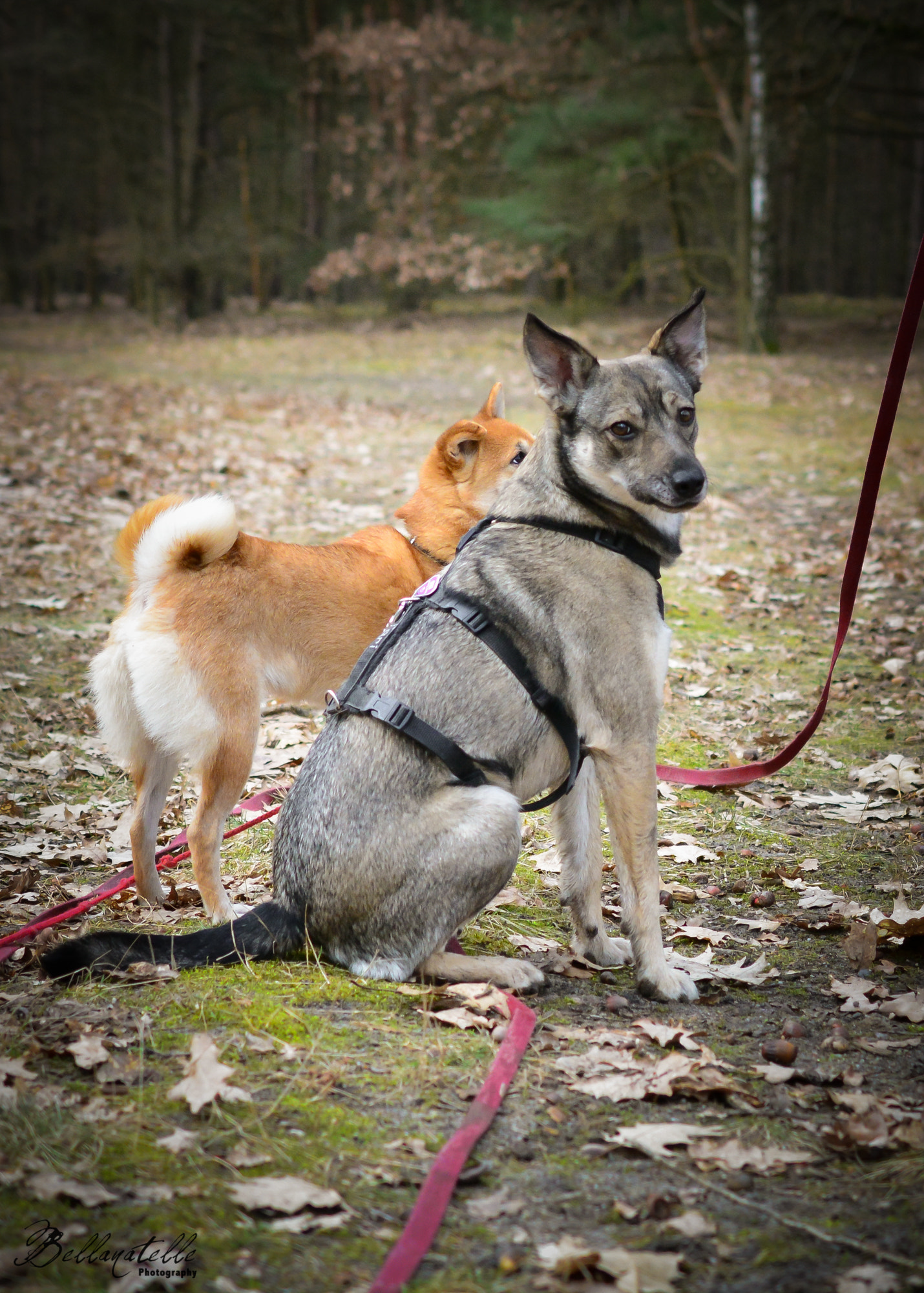 Nikon AF-S DX Micro Nikkor 40mm F2.8 sample photo. Waldspaziergang photography
