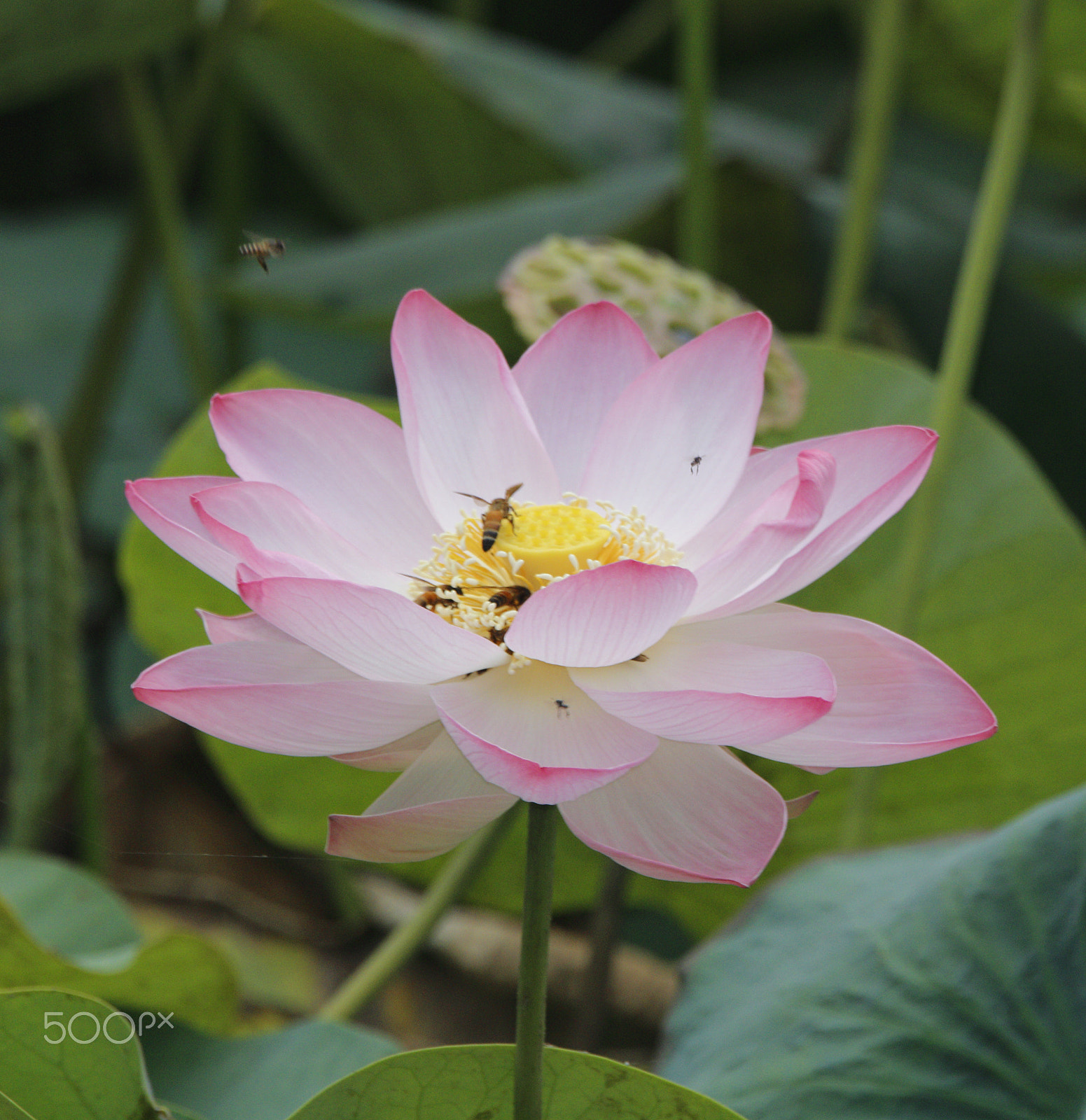 Canon EOS 760D (EOS Rebel T6s / EOS 8000D) sample photo. Beautiful lotus photography