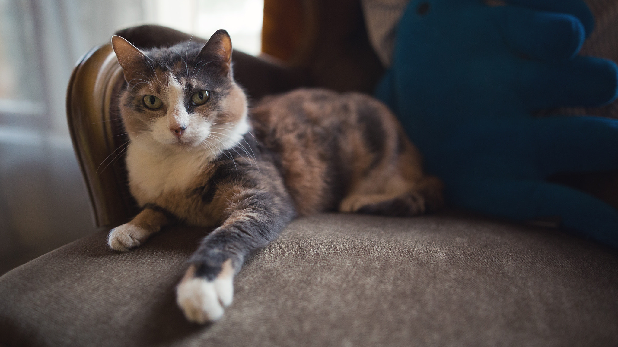 Canon EOS 6D + Sigma 24mm F1.4 DG HSM Art sample photo. Cool cat photography